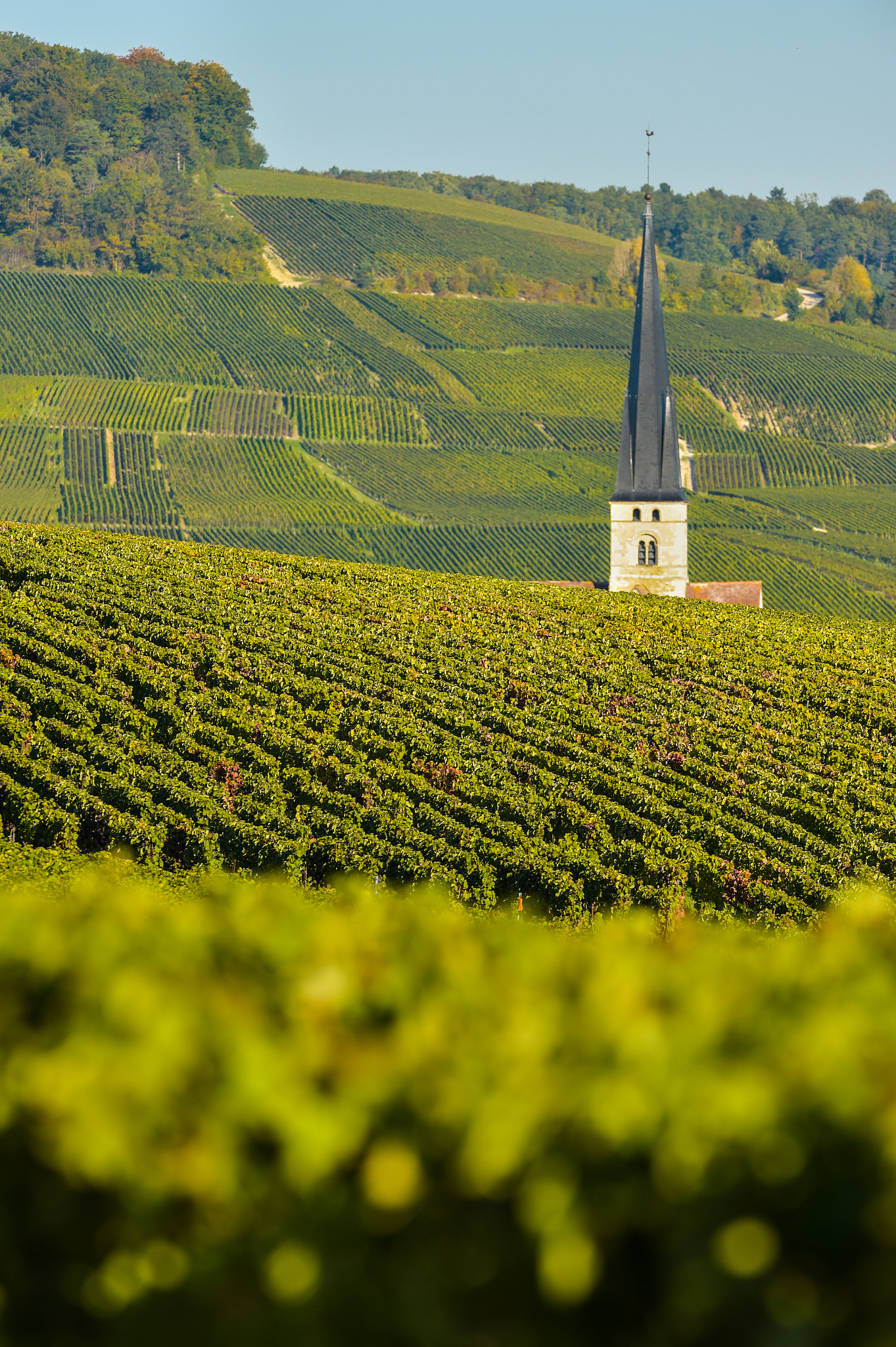 Nikon AF-S Nikkor 300mm F2.8G ED VR II sample photo. Champagne vineyards sermiers in marne department, france photography