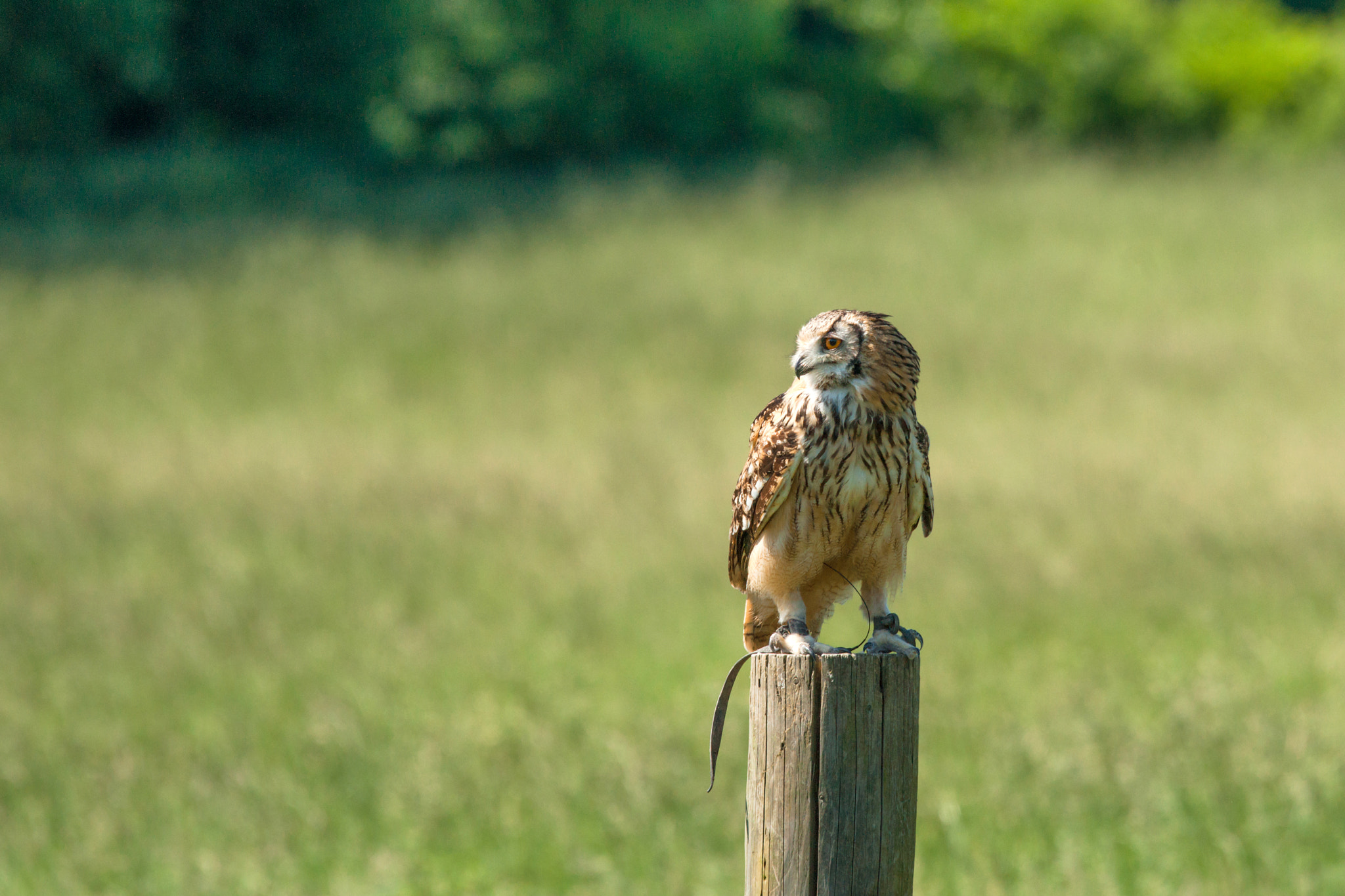 Sony 70-400mm F4-5.6 G SSM II sample photo. Horned owl on a wooden log photography