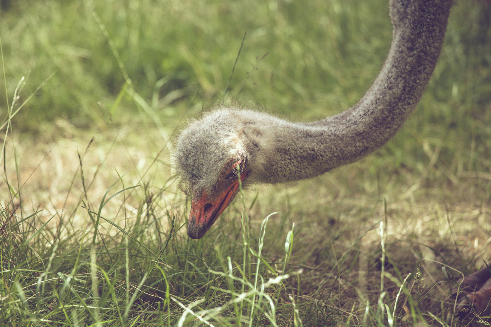 Sony 70-400mm F4-5.6 G SSM II sample photo. Ostrich looking for food in the grass photography