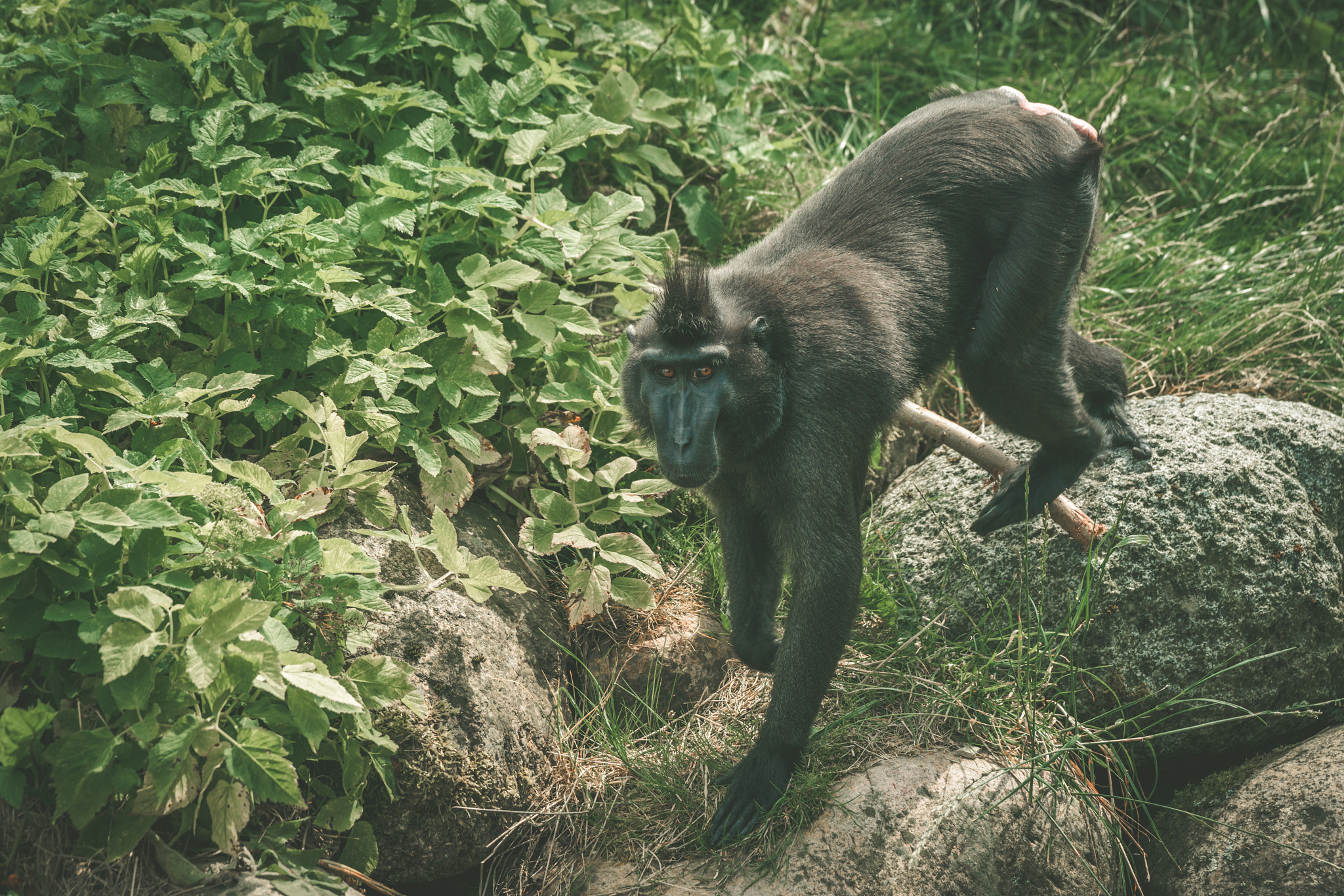 Sony 70-400mm F4-5.6 G SSM II sample photo. Macaca nigra monkey climbing on rocks photography