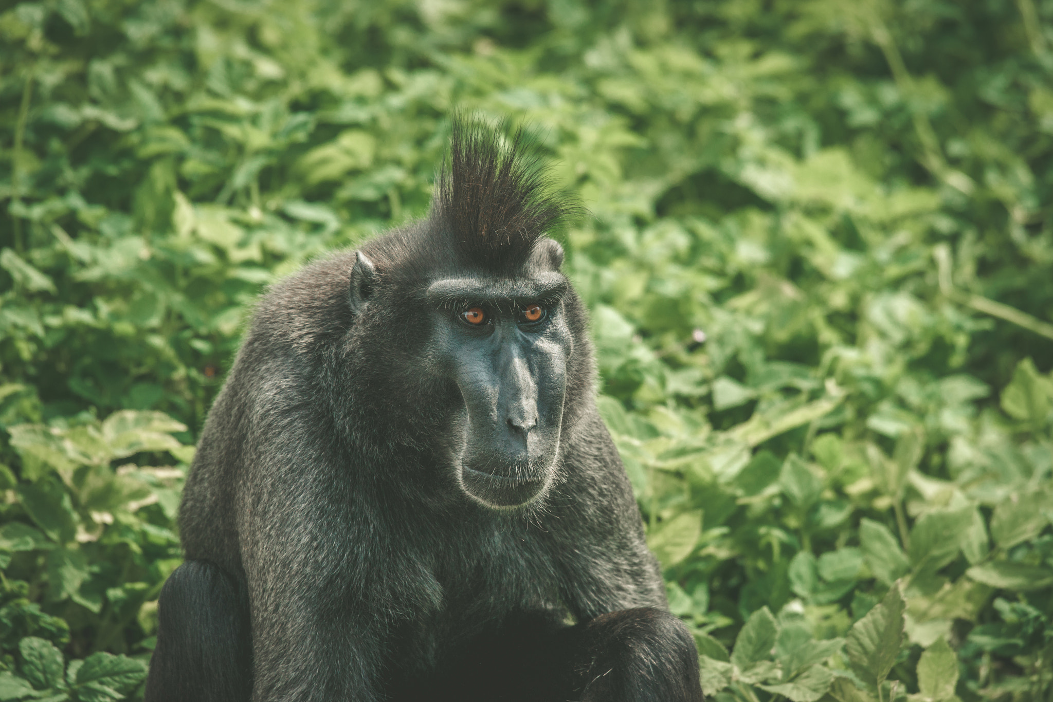 Sony 70-400mm F4-5.6 G SSM II sample photo. Macaca nigra monkey sitting in green photography