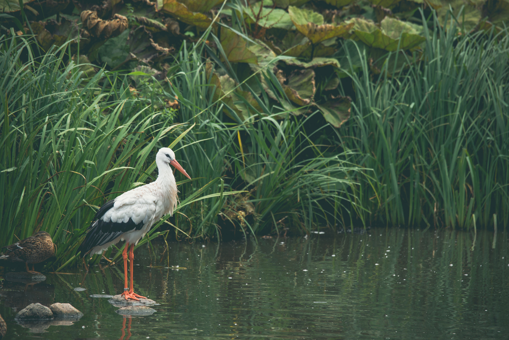Sony 70-400mm F4-5.6 G SSM II sample photo. White stork in a river photography