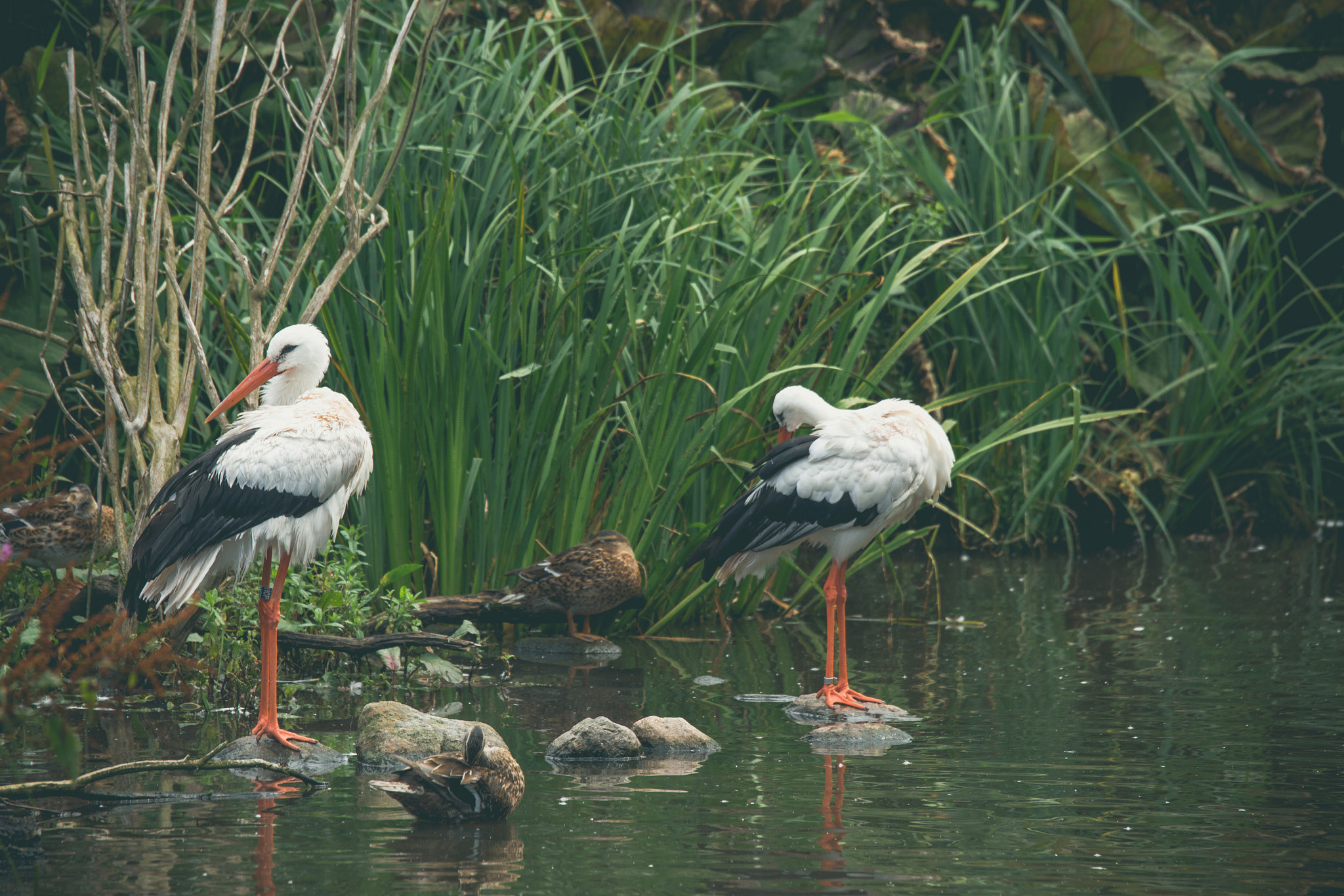 Sony 70-400mm F4-5.6 G SSM II sample photo. Stork couple by a river photography