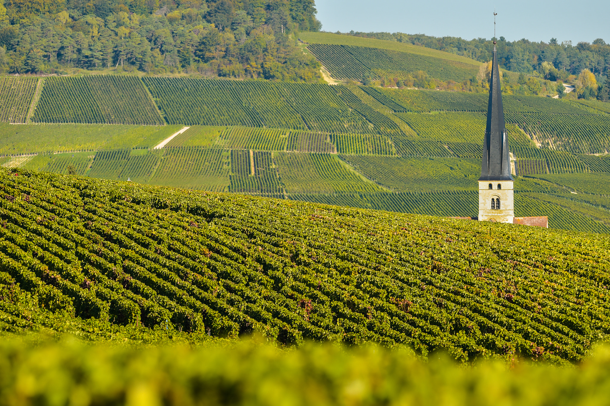 Nikon AF-S Nikkor 300mm F2.8G ED VR II sample photo. Champagne vineyards sermiers in marne department, france photography