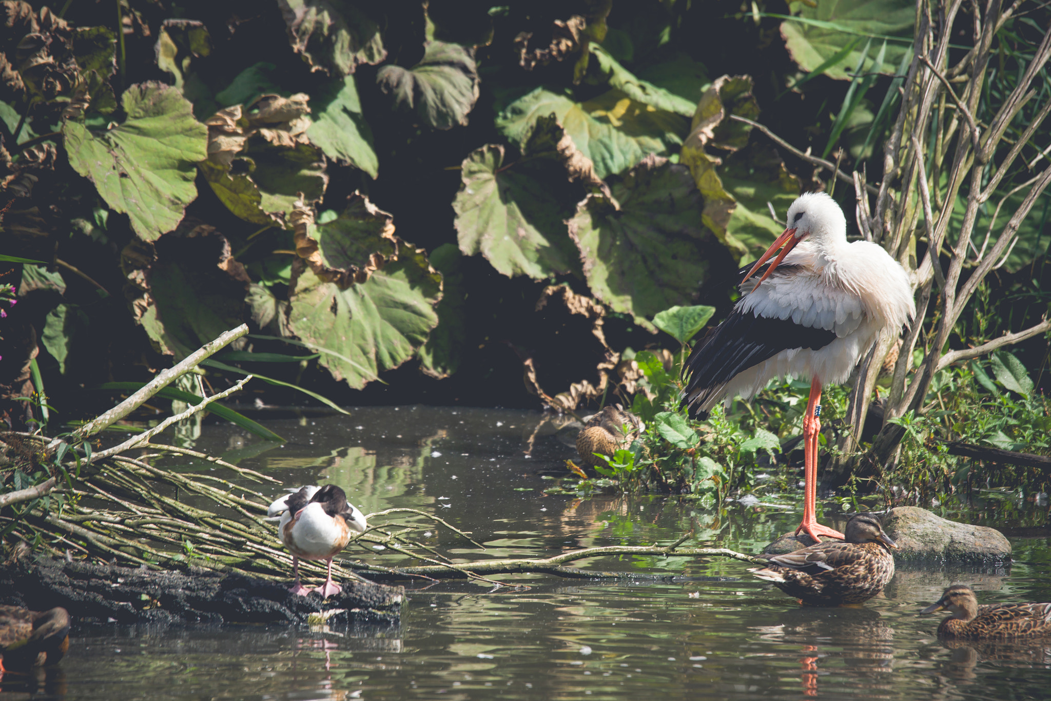 Sony 70-400mm F4-5.6 G SSM II sample photo. Stork and ducks in a pond photography