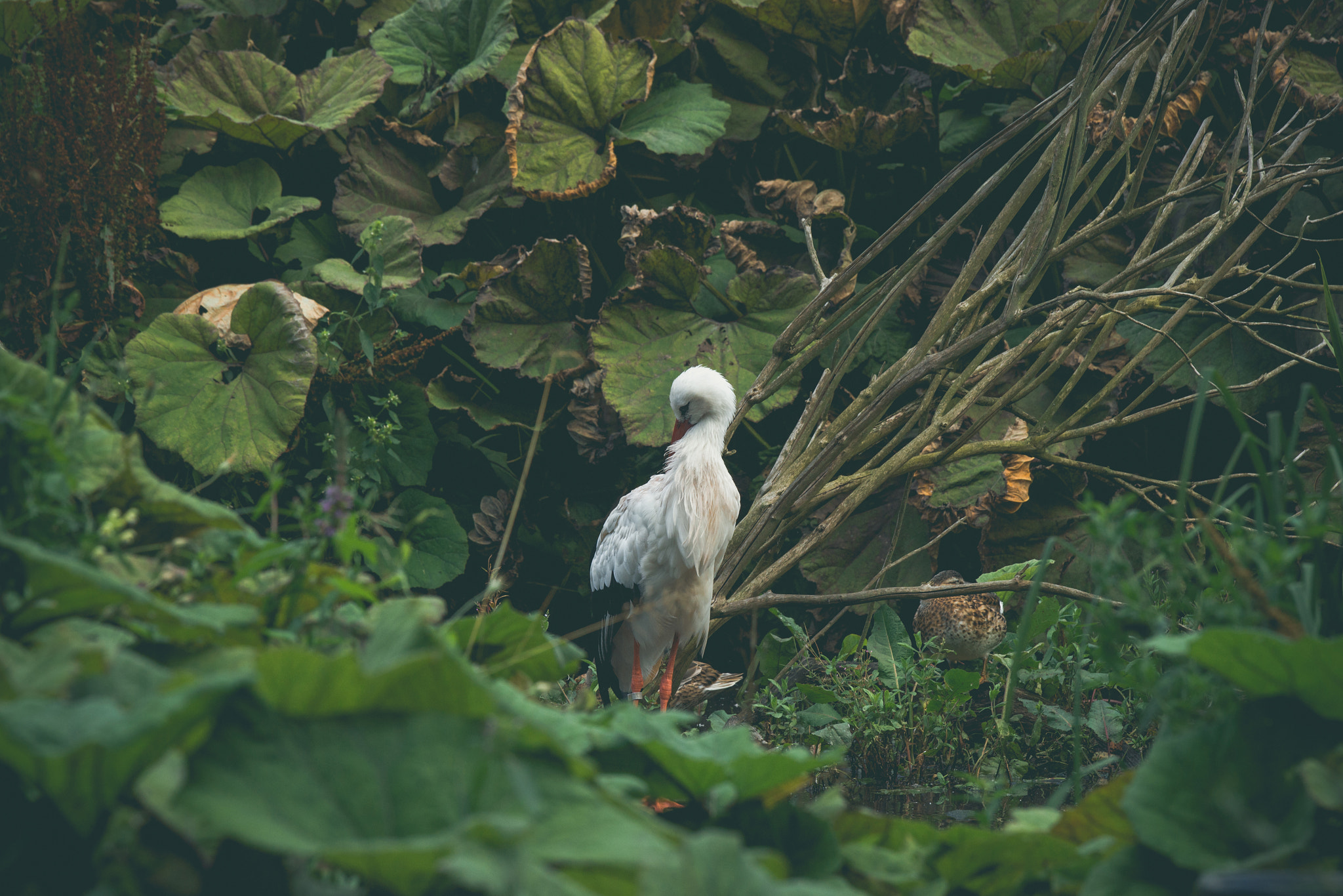Sony 70-400mm F4-5.6 G SSM II sample photo. Single white stork in nature photography