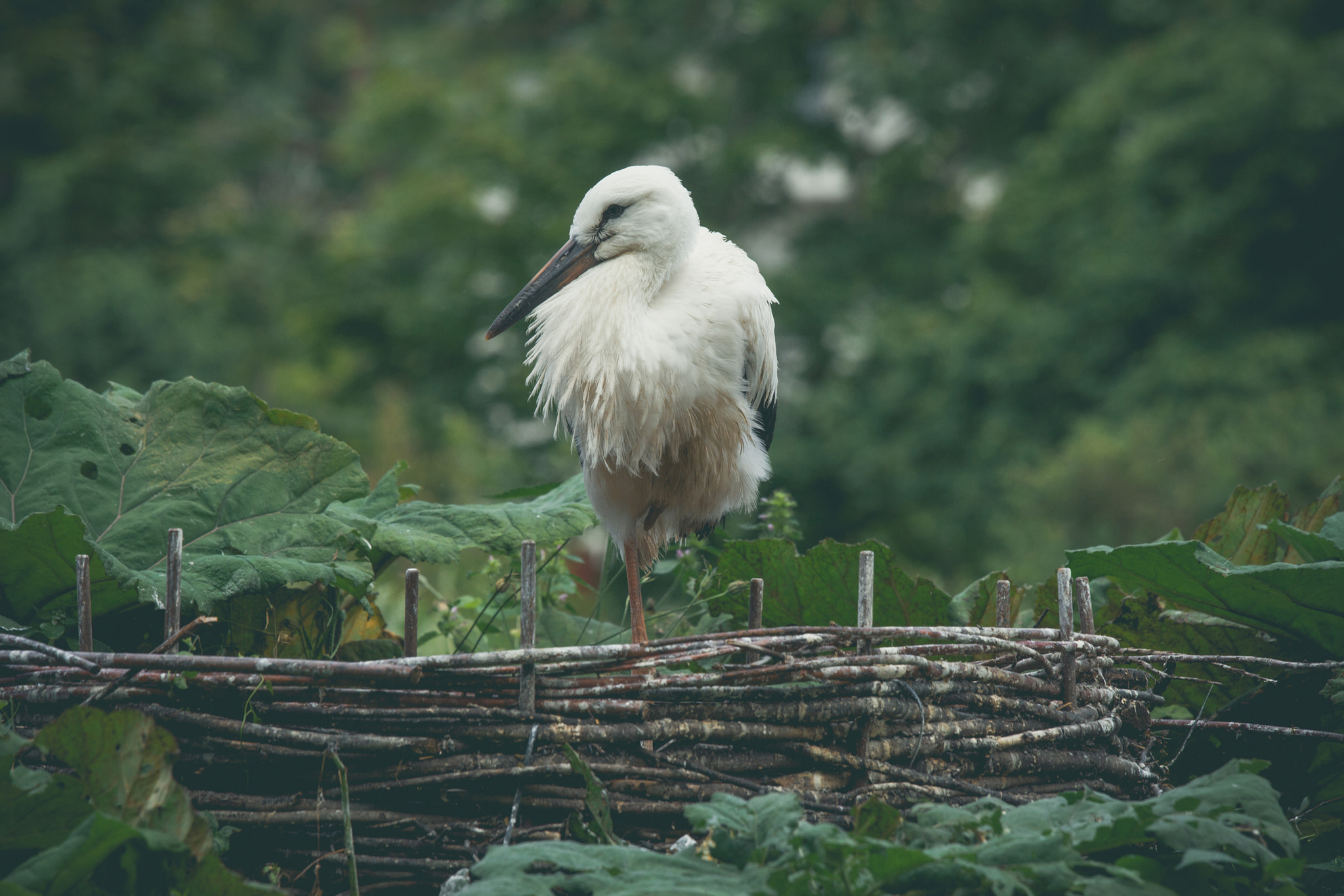 Sony 70-400mm F4-5.6 G SSM II sample photo. Stork in a nest in green nature photography