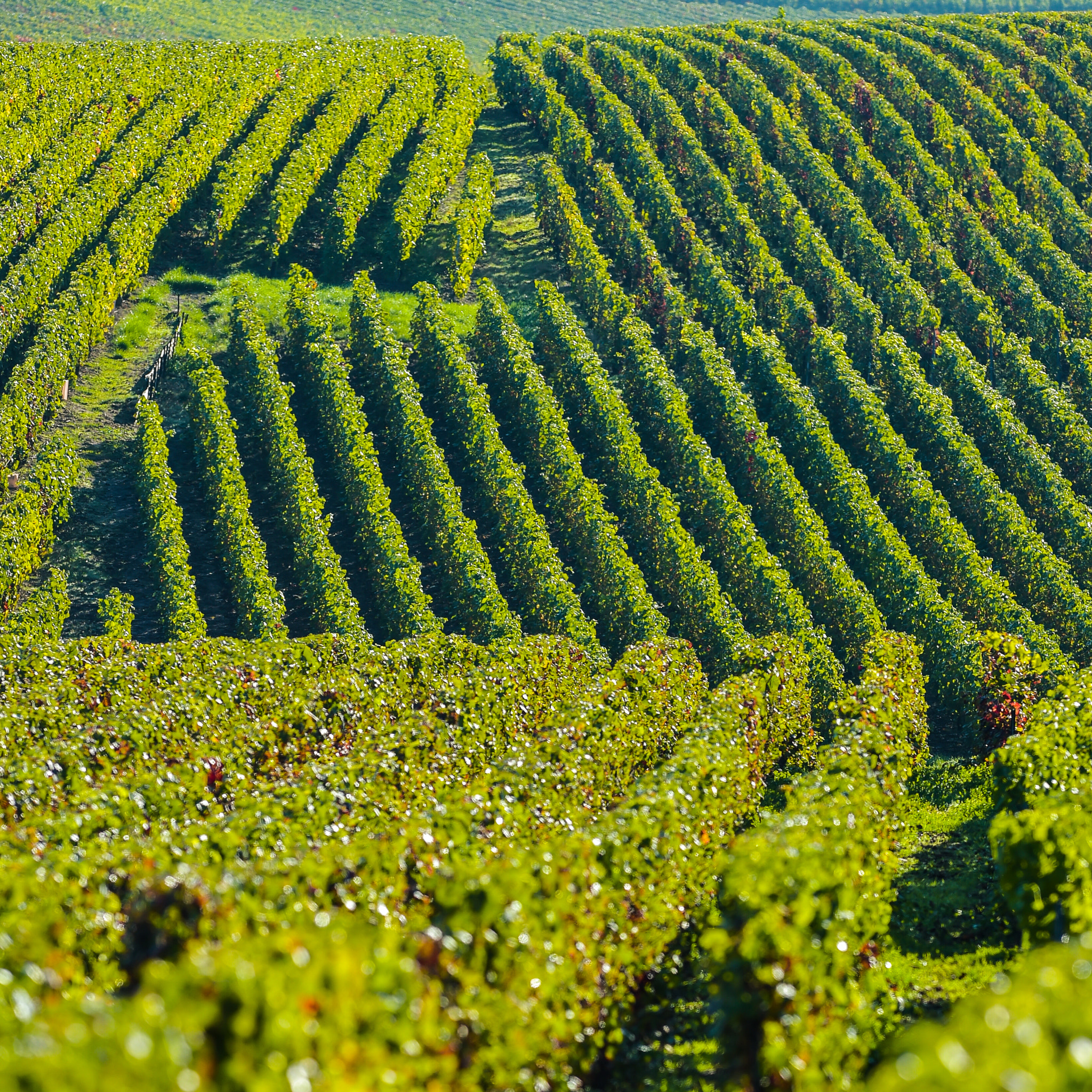 Nikon AF-S Nikkor 300mm F2.8G ED VR II sample photo. Champagne vineyards sermiers in marne department, france photography