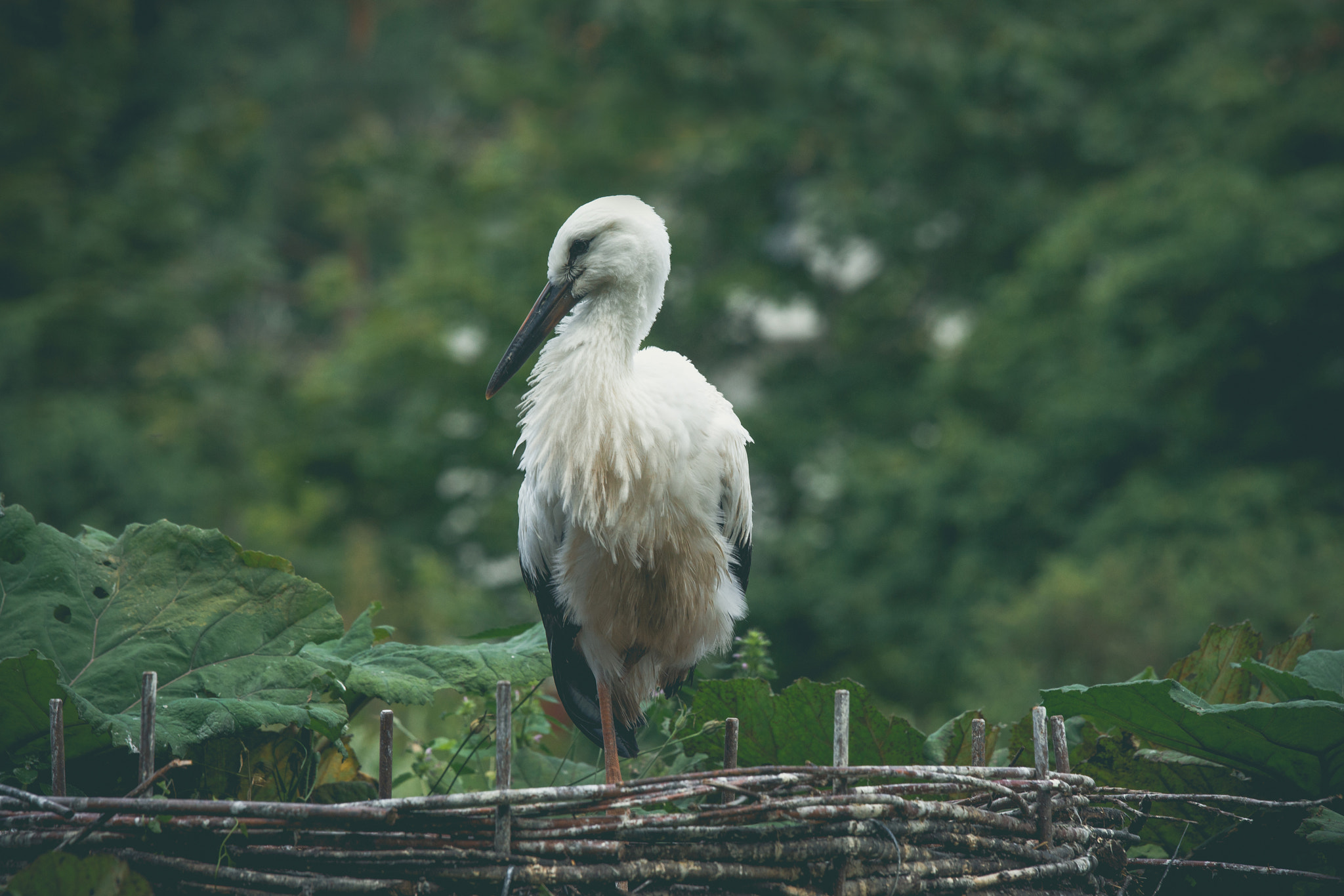 Sony 70-400mm F4-5.6 G SSM II sample photo. Large stork standing on one leg in a nest photography