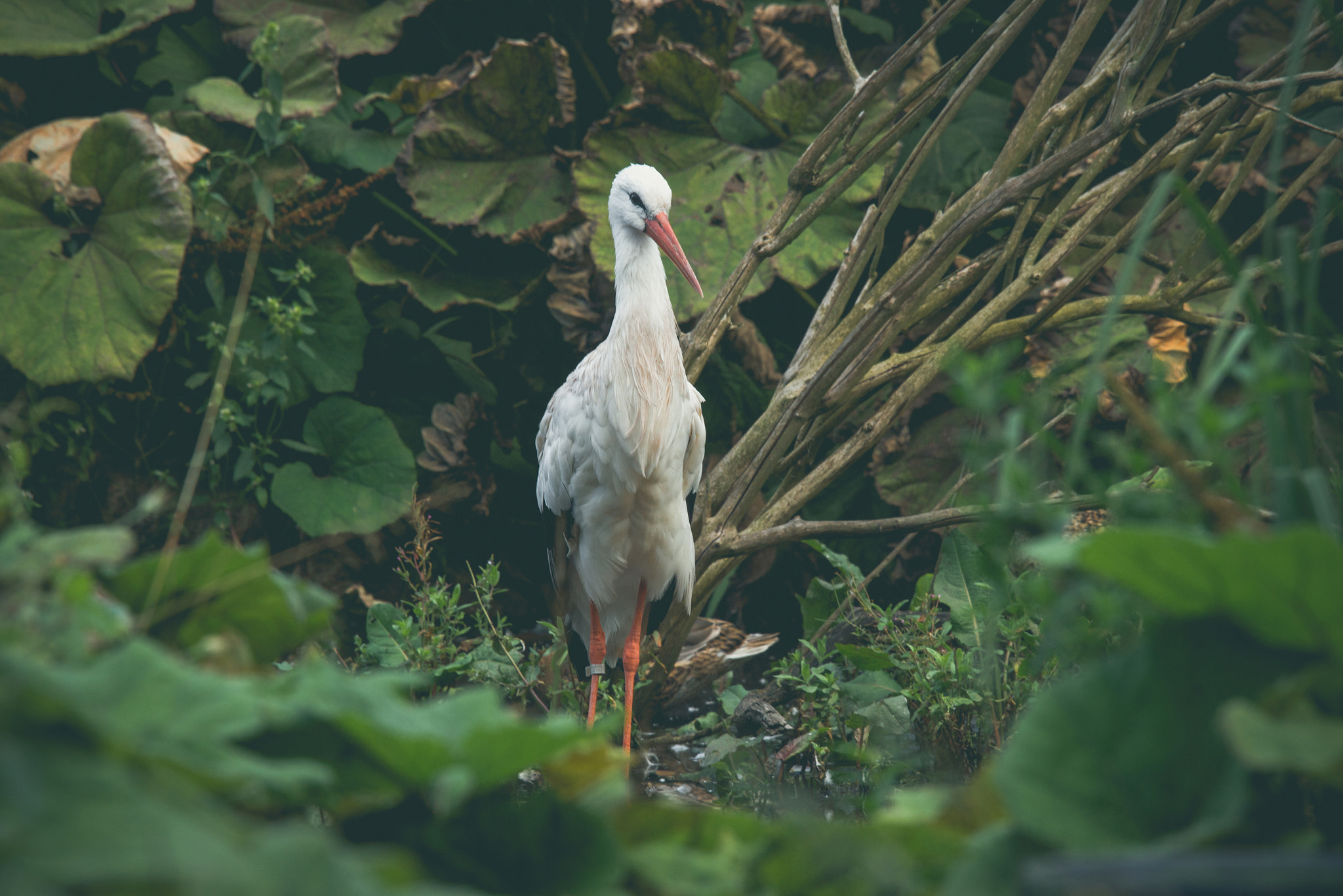 Sony 70-400mm F4-5.6 G SSM II sample photo. Stork standing in a small river photography