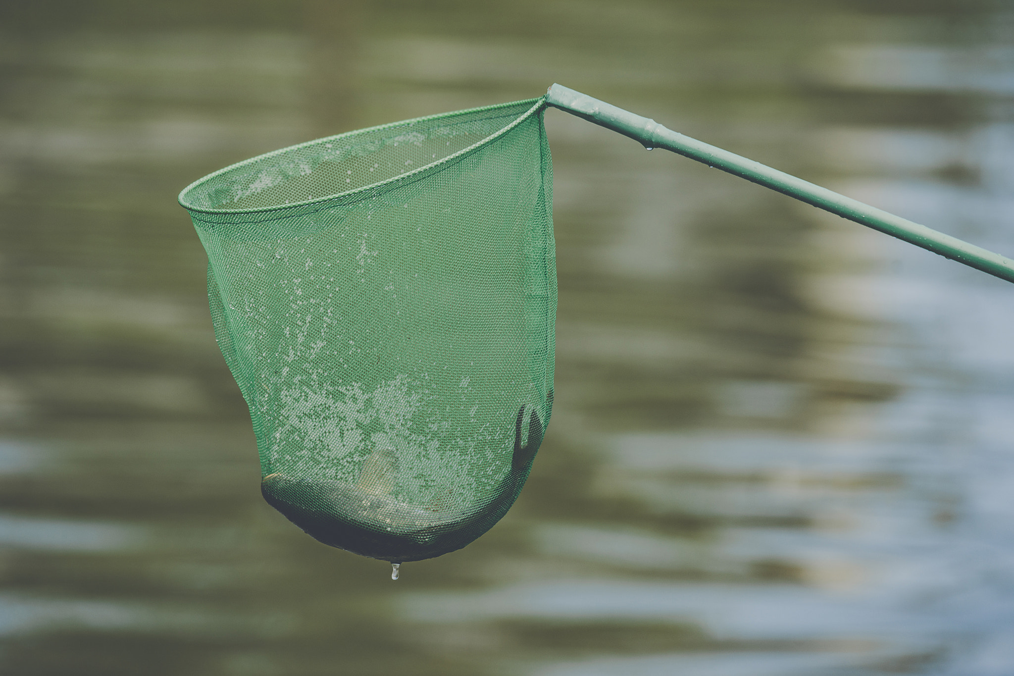 Sony 70-400mm F4-5.6 G SSM II sample photo. Fish caught in a green fishing net photography