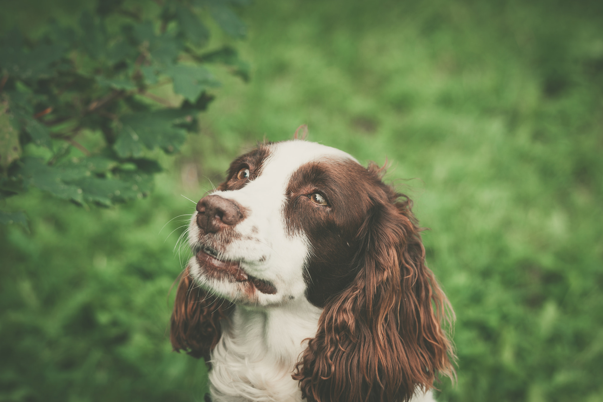 Sony 70-400mm F4-5.6 G SSM II sample photo. Dog with a cute face photography