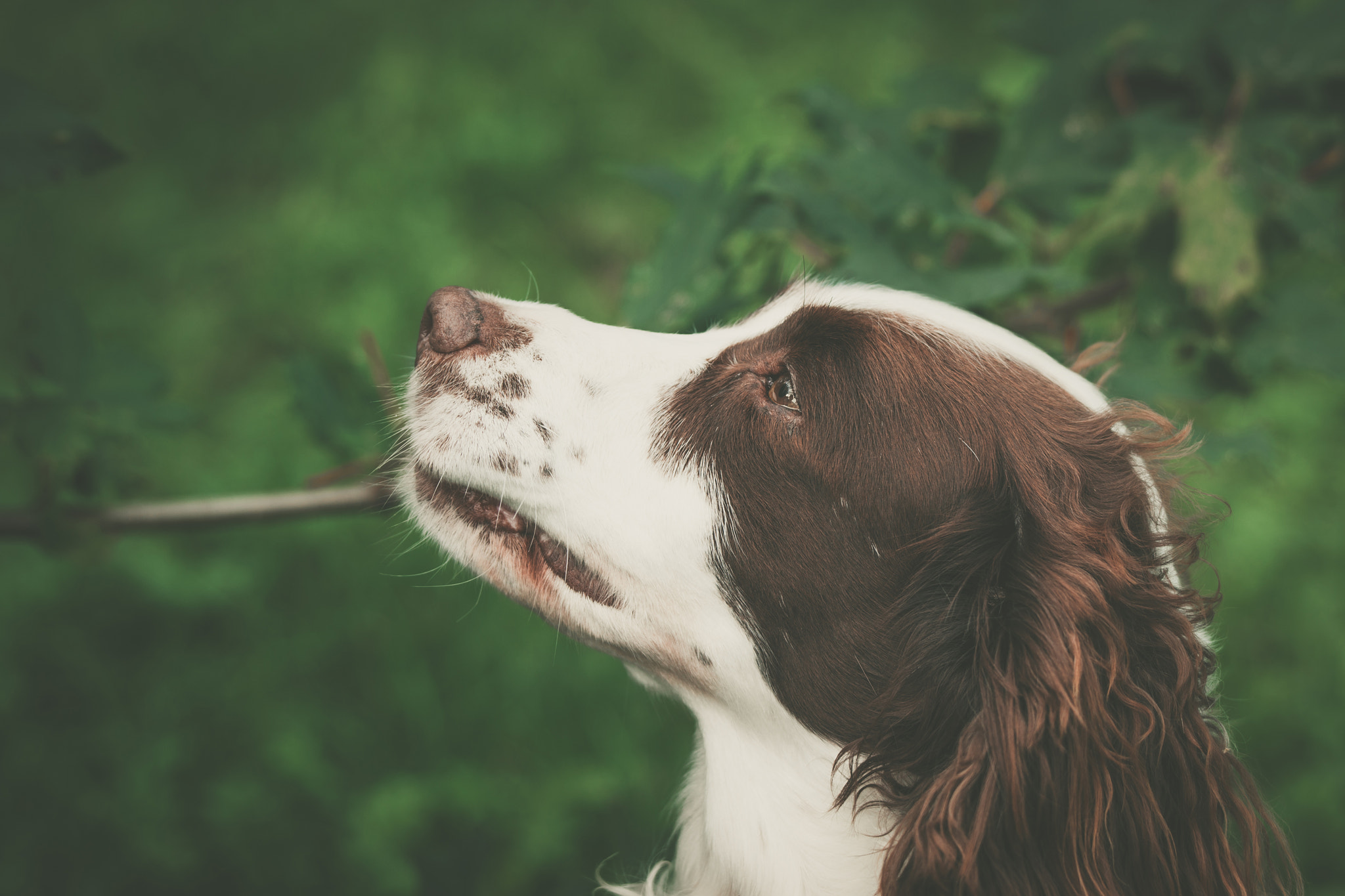 Sony 70-400mm F4-5.6 G SSM II sample photo. Cute dog portrait in a forest photography