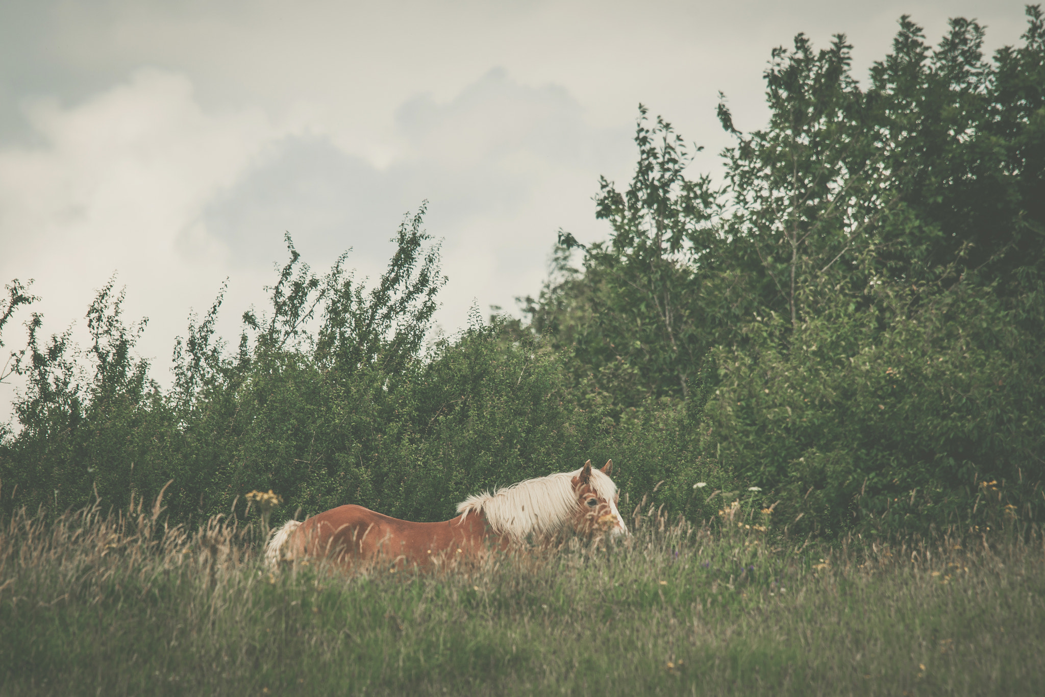 Sony 70-400mm F4-5.6 G SSM II sample photo. Brown horse on a meadow photography