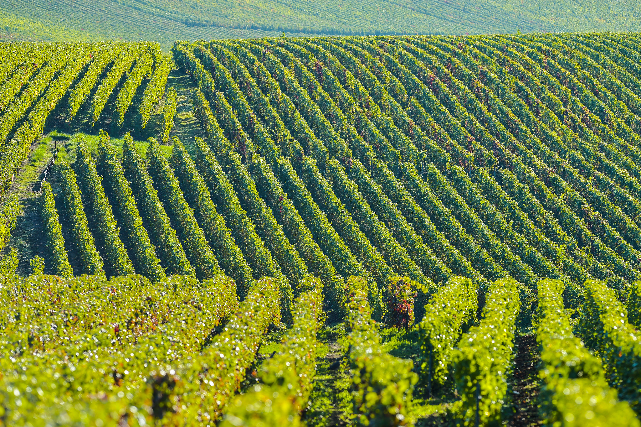 Nikon AF-S Nikkor 300mm F2.8G ED VR II sample photo. Champagne vineyards sermiers in marne department, france photography