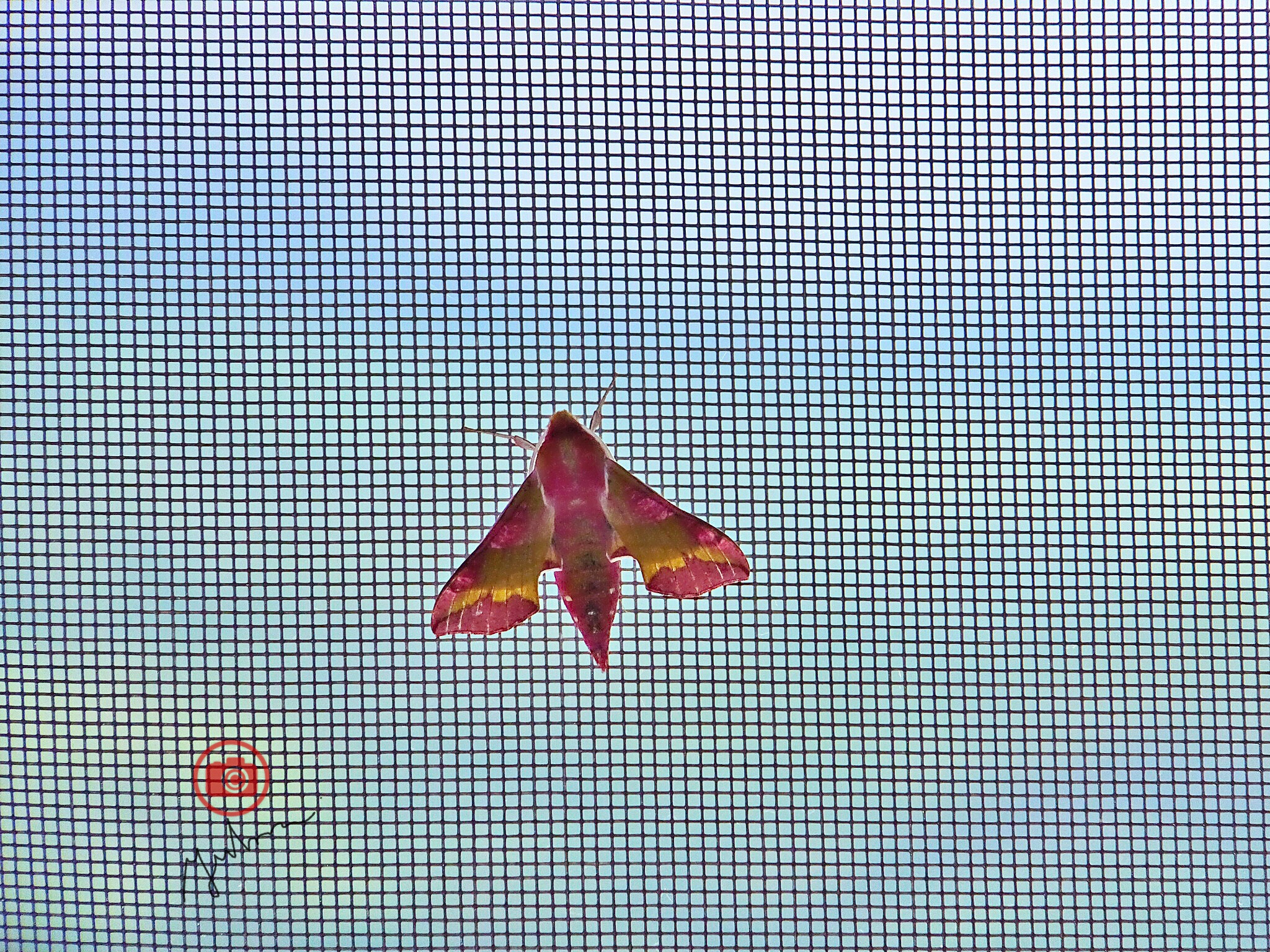 Fujifilm FinePix F900EXR sample photo. A fly on the moths on window in a restaurant  (whi ... photography