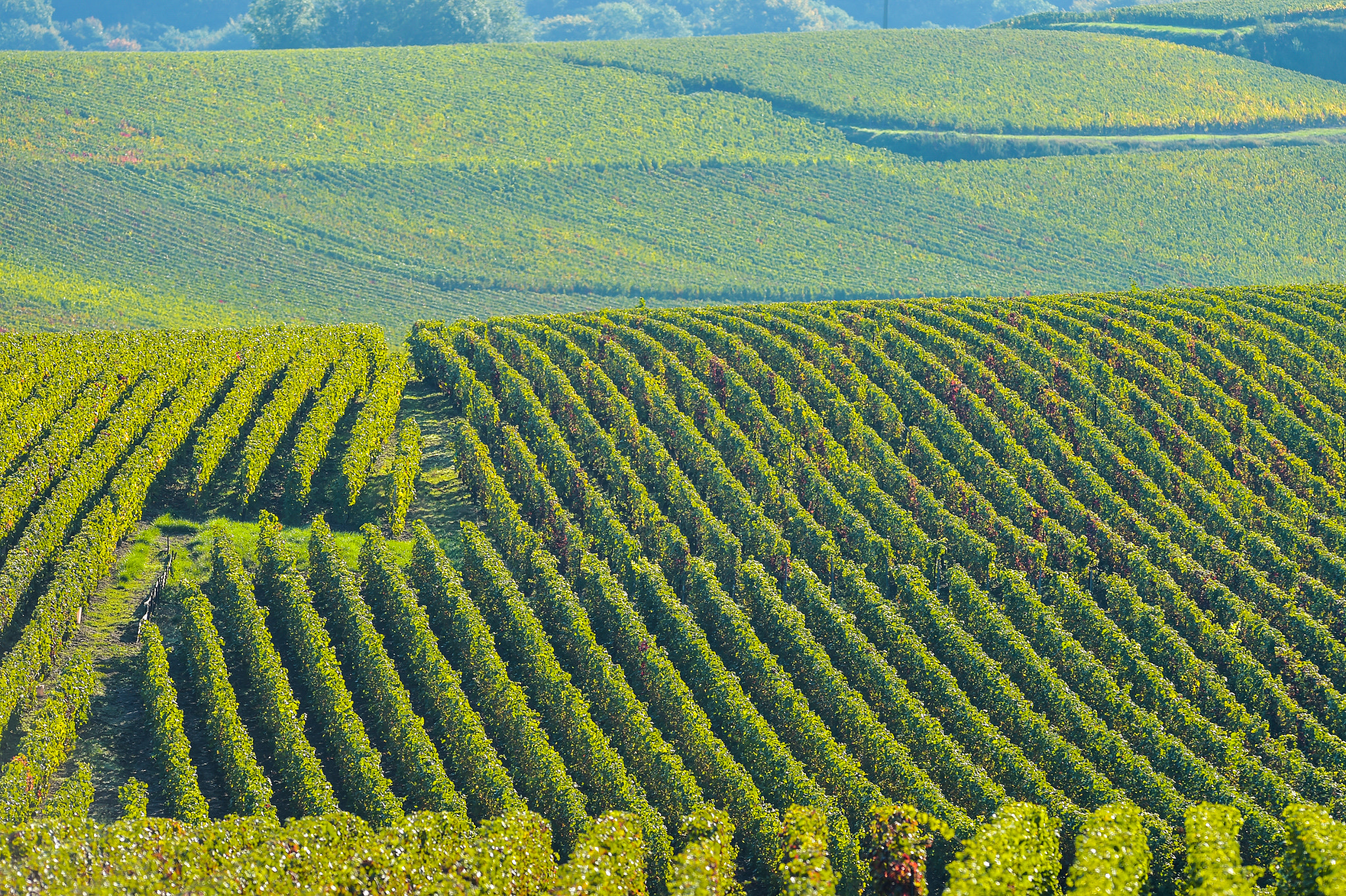 Nikon AF-S Nikkor 300mm F2.8G ED VR II sample photo. Champagne vineyards sermiers in marne department, france photography