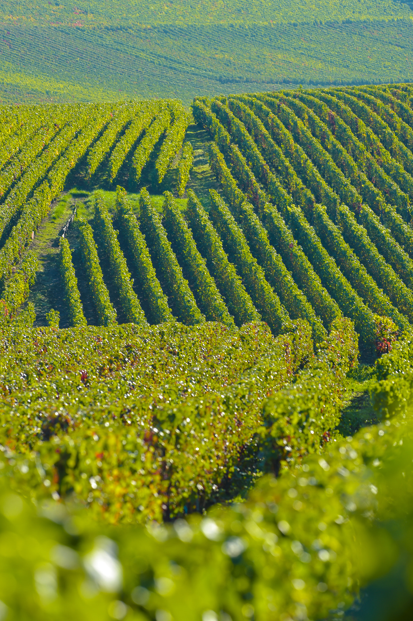 Nikon AF-S Nikkor 300mm F2.8G ED VR II sample photo. Champagne vineyards sermiers in marne department, france photography