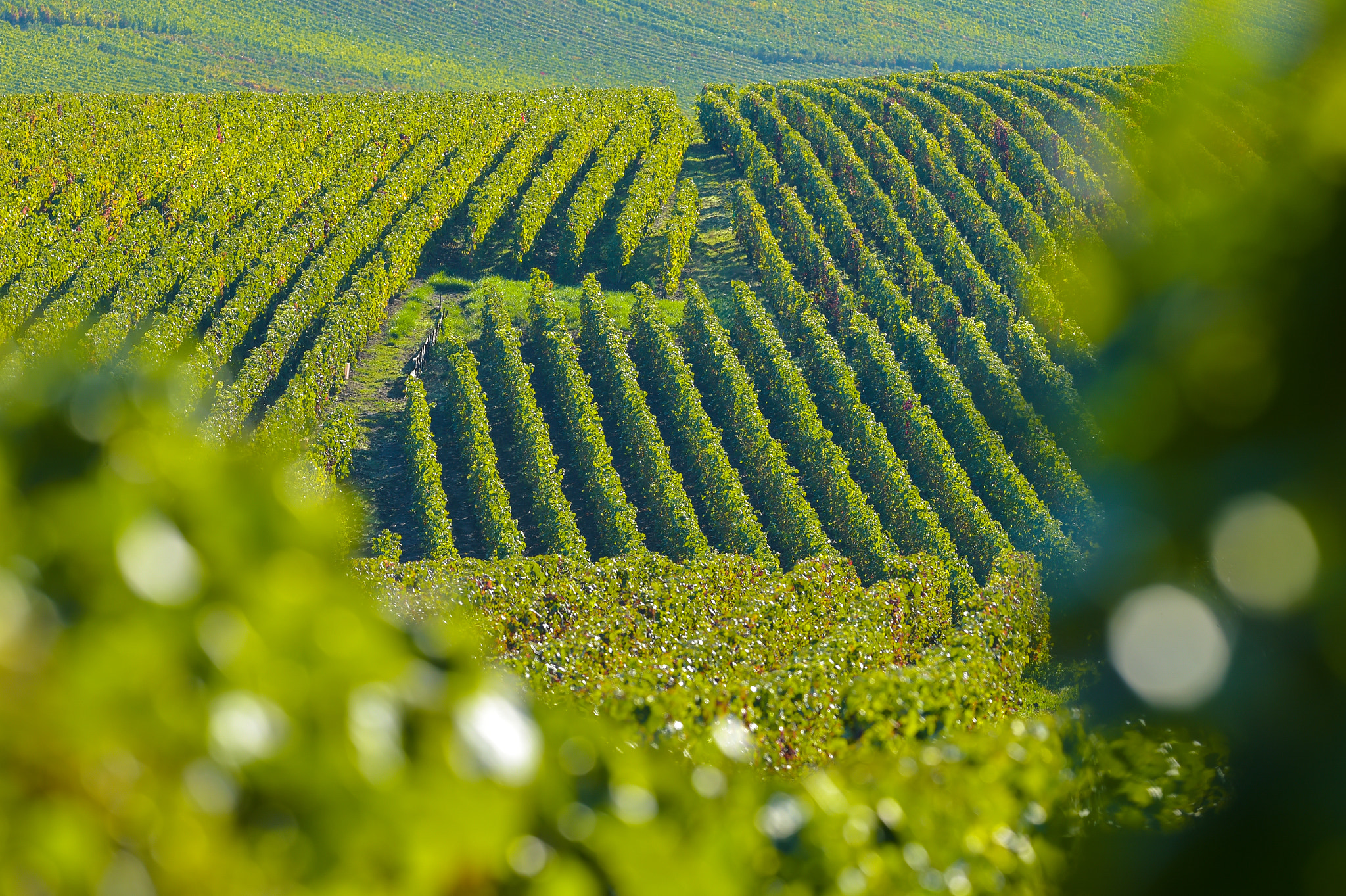 Nikon AF-S Nikkor 300mm F2.8G ED VR II sample photo. Champagne vineyards sermiers in marne department, france photography