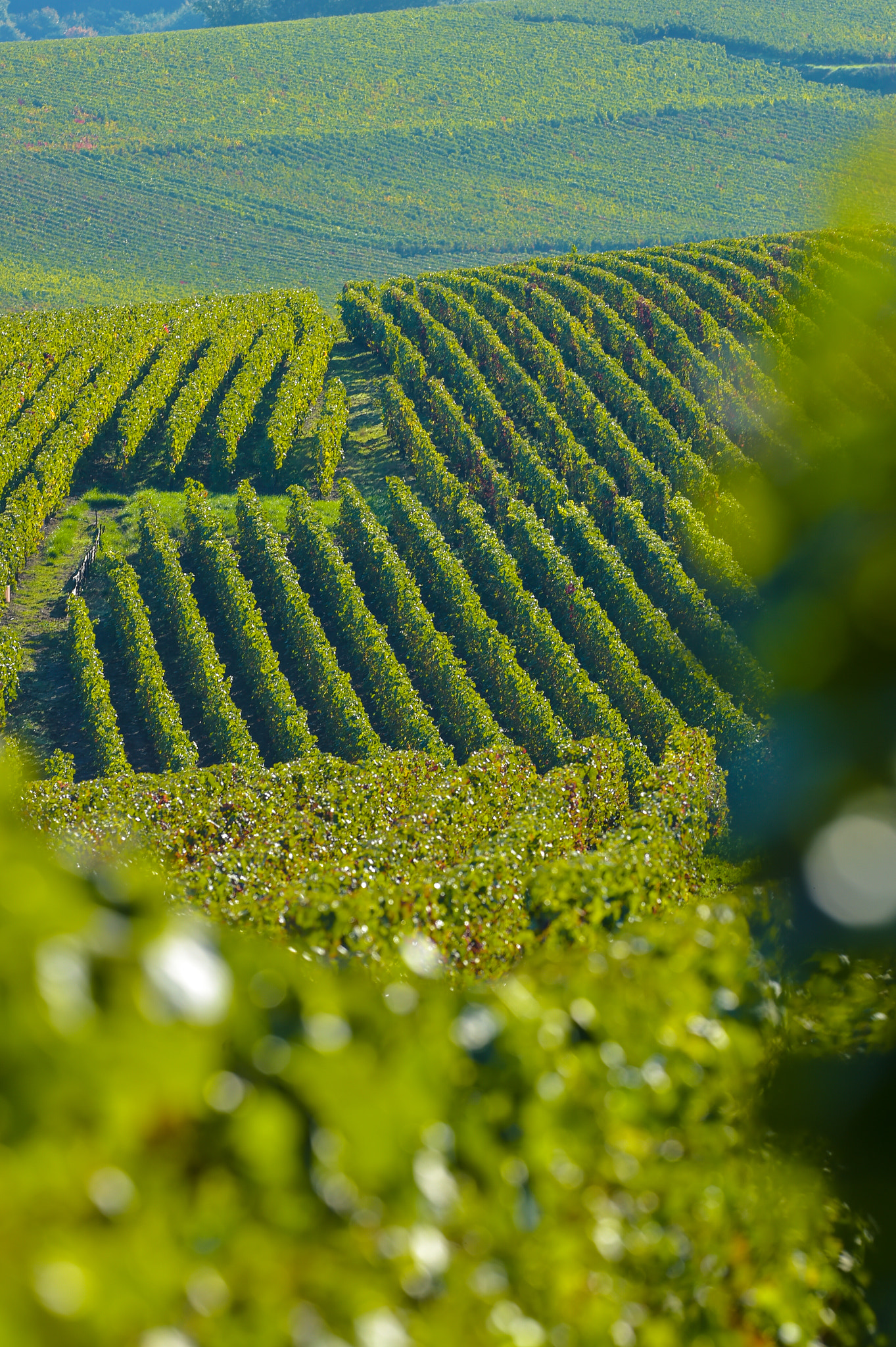 Nikon AF-S Nikkor 300mm F2.8G ED VR II sample photo. Champagne vineyards sermiers in marne department, france photography