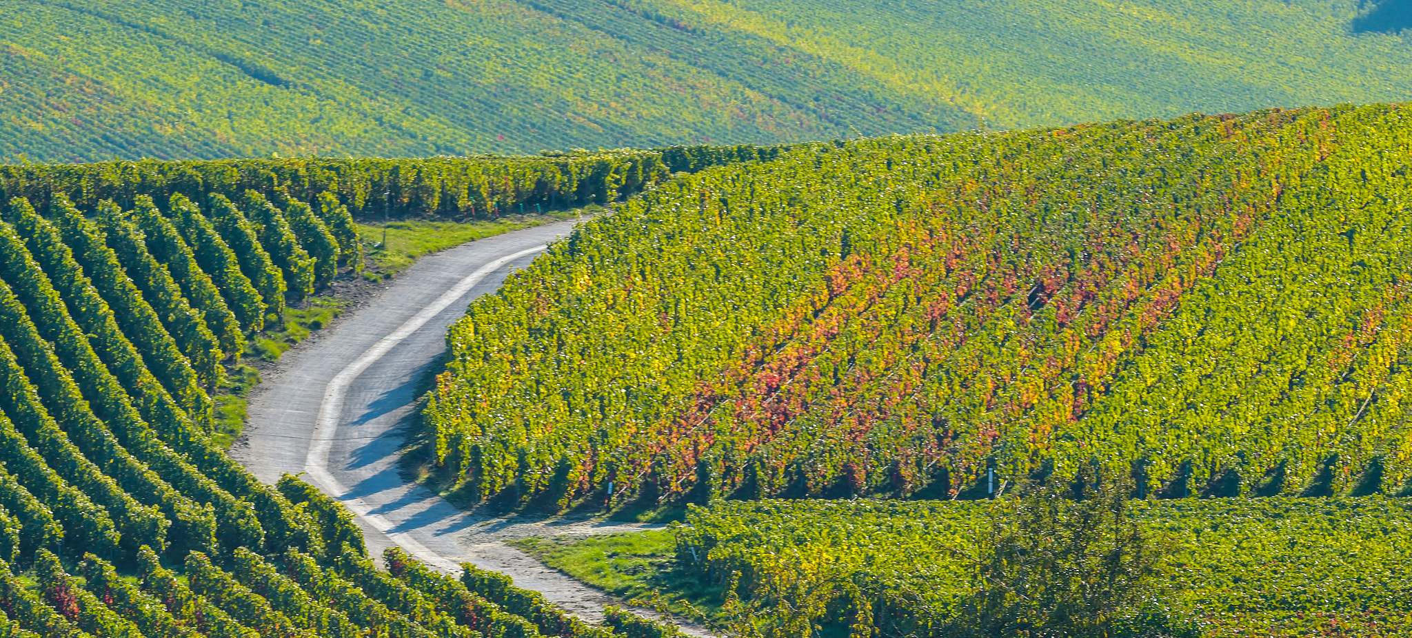 Nikon AF-S Nikkor 300mm F2.8G ED VR II sample photo. Champagne vineyards sermiers in marne department, france photography