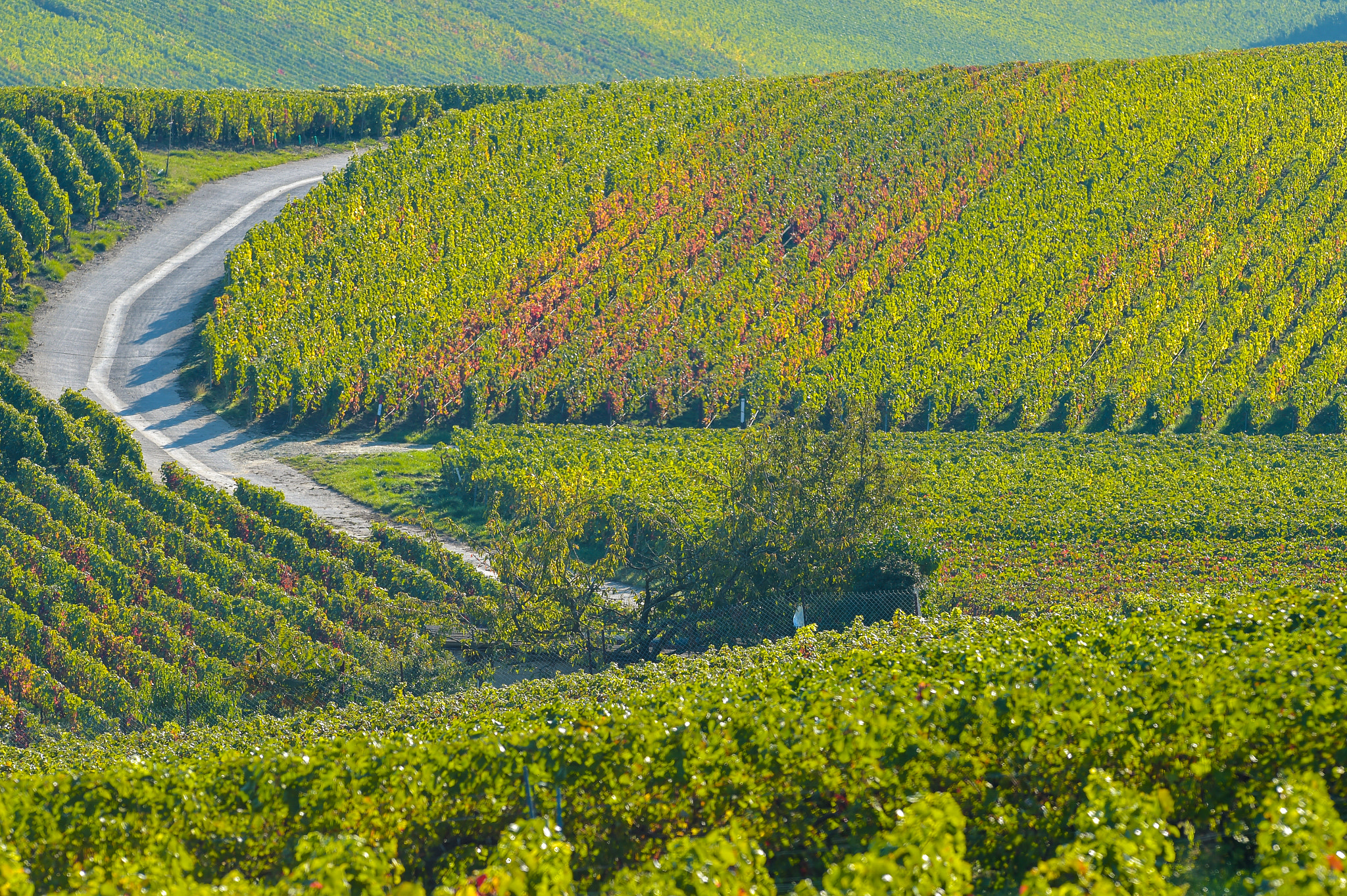 Nikon AF-S Nikkor 300mm F2.8G ED VR II sample photo. Champagne vineyards sermiers in marne department, france photography