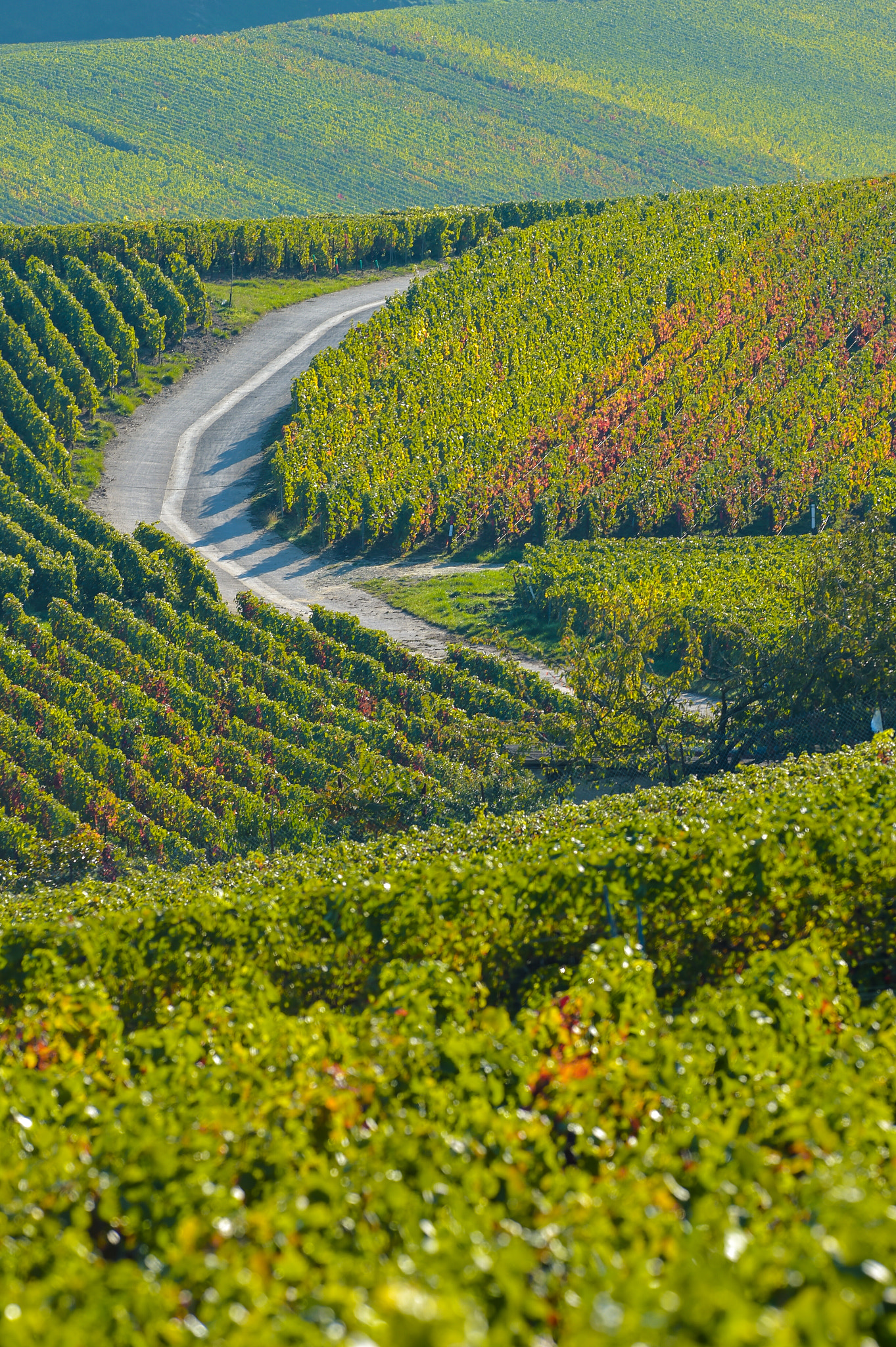 Nikon AF-S Nikkor 300mm F2.8G ED VR II sample photo. Champagne vineyards sermiers in marne department, france photography