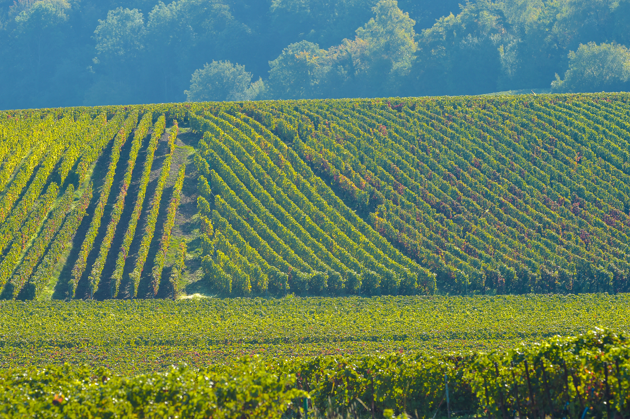 Nikon AF-S Nikkor 300mm F2.8G ED VR II sample photo. Champagne vineyards sermiers in marne department, france photography