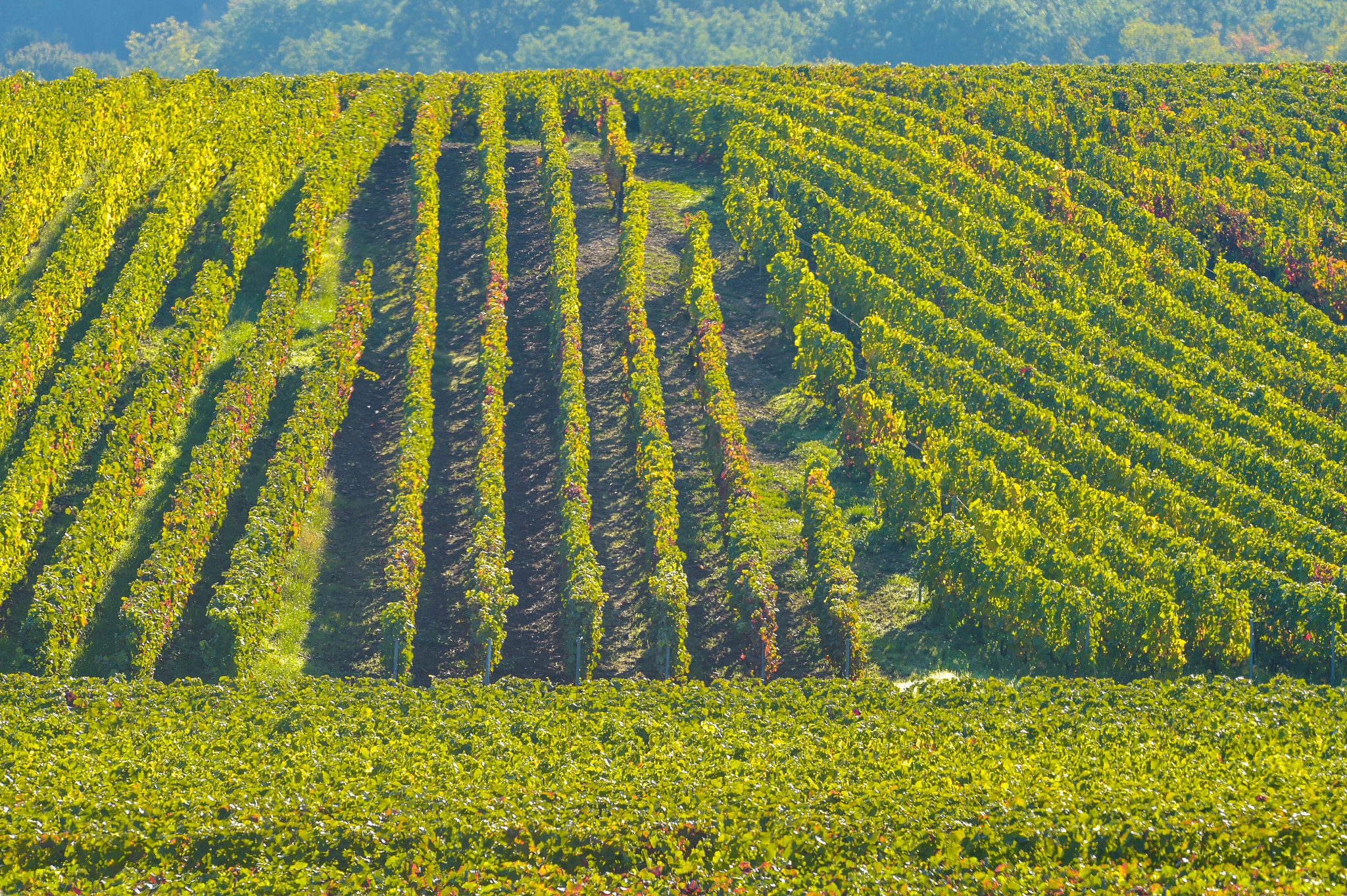 Nikon AF-S Nikkor 300mm F2.8G ED VR II sample photo. Champagne vineyards sermiers in marne department, france photography