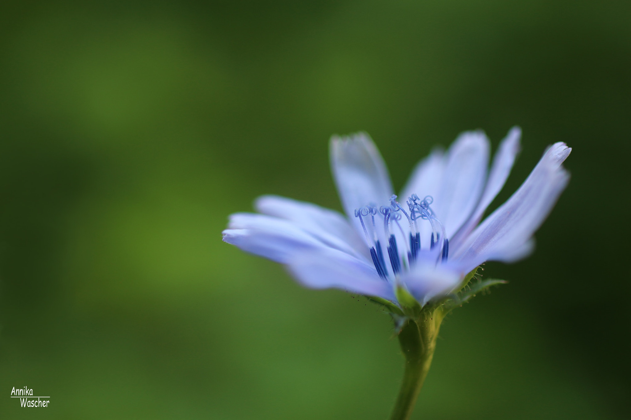 Canon EOS 70D + Sigma 18-50mm f/2.8 Macro sample photo. Small in size - but beautiful photography
