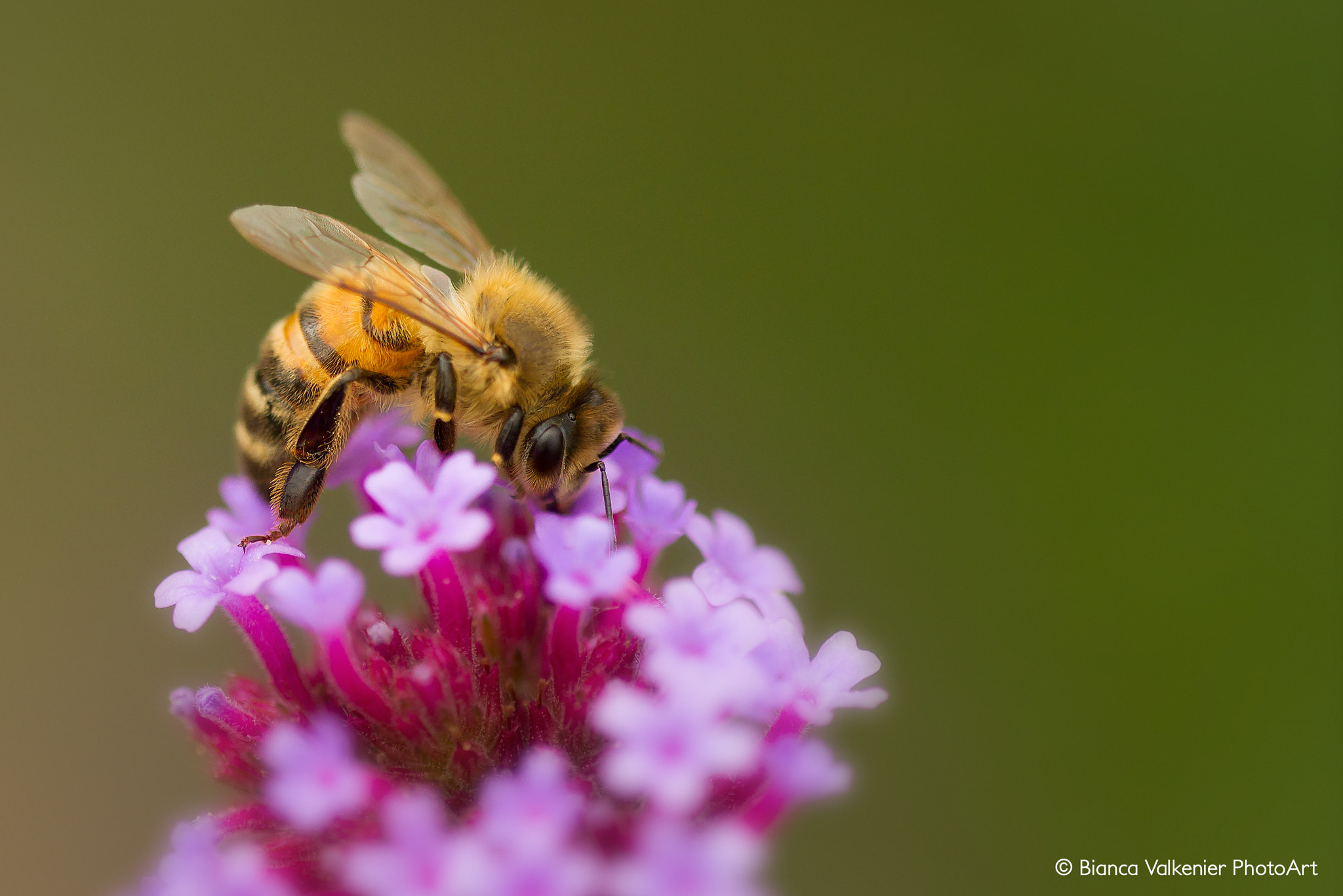 Canon EOS 7D + Sigma 150mm f/2.8 EX DG OS HSM APO Macro sample photo. Hungry bee (apis mellifera) photography