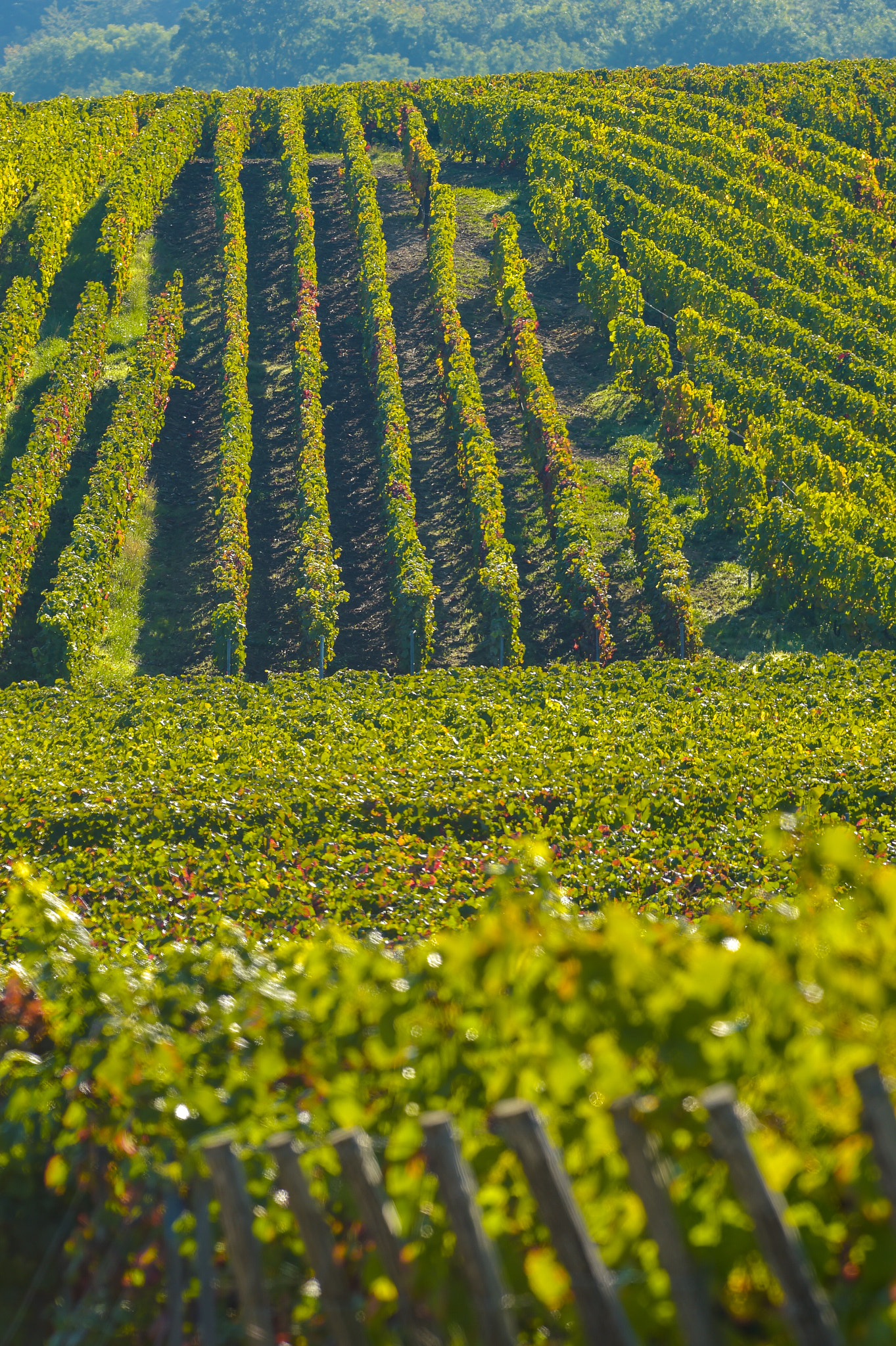 Nikon AF-S Nikkor 300mm F2.8G ED VR II sample photo. Champagne vineyards sermiers in marne department, france photography