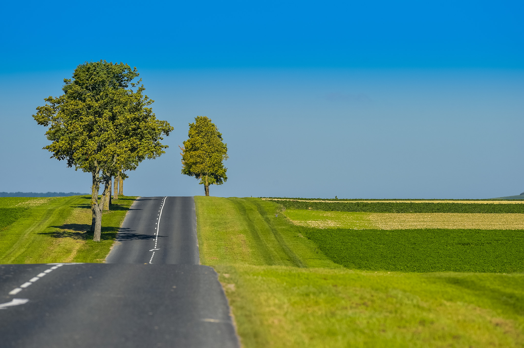 Nikon AF-S Nikkor 300mm F2.8G ED VR II sample photo. Asphalt road lined with fields and trees in champagne france photography