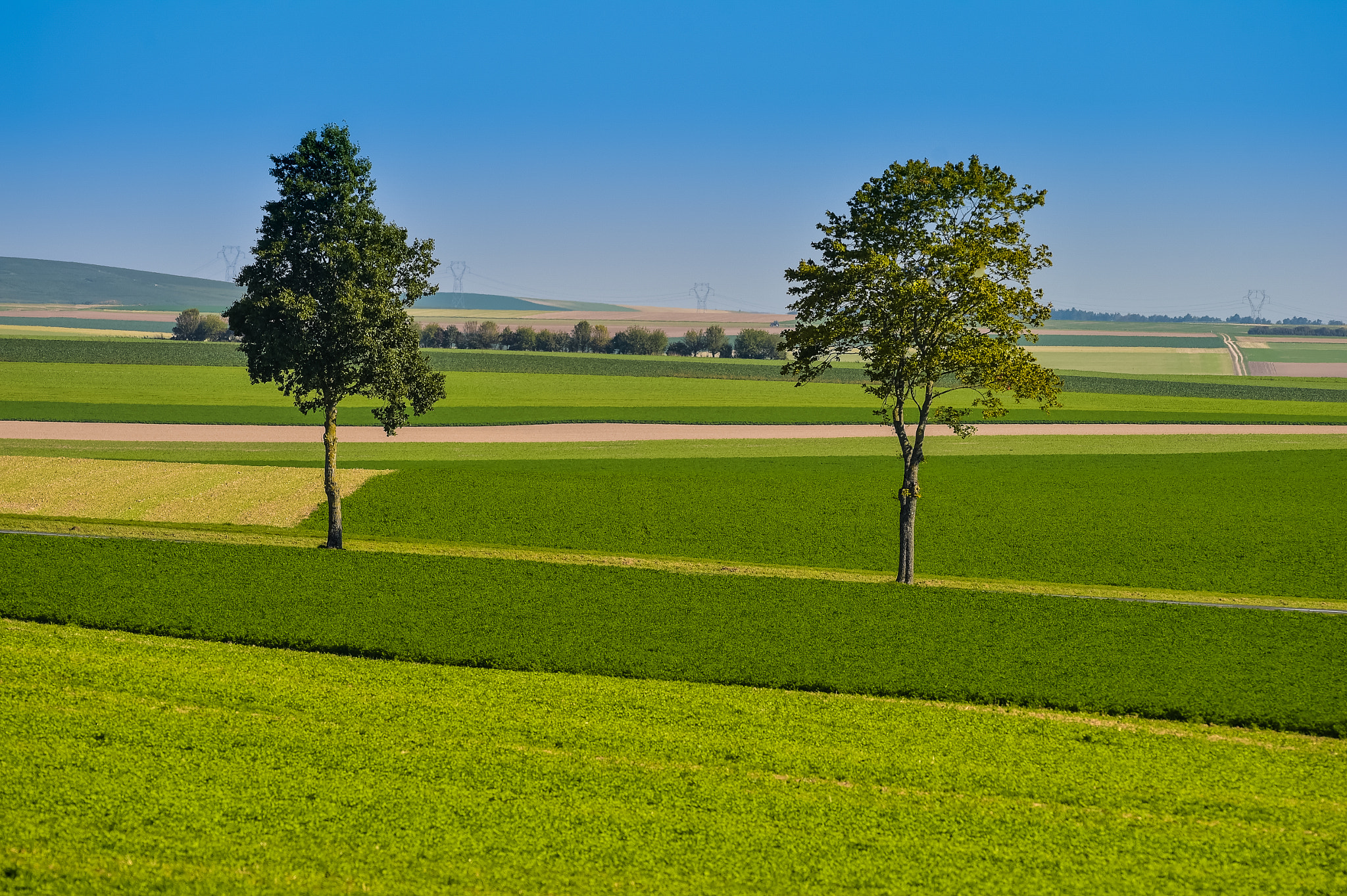 Nikon AF-S Nikkor 300mm F2.8G ED VR II sample photo. Summer green corn fields and trees in france europe photography