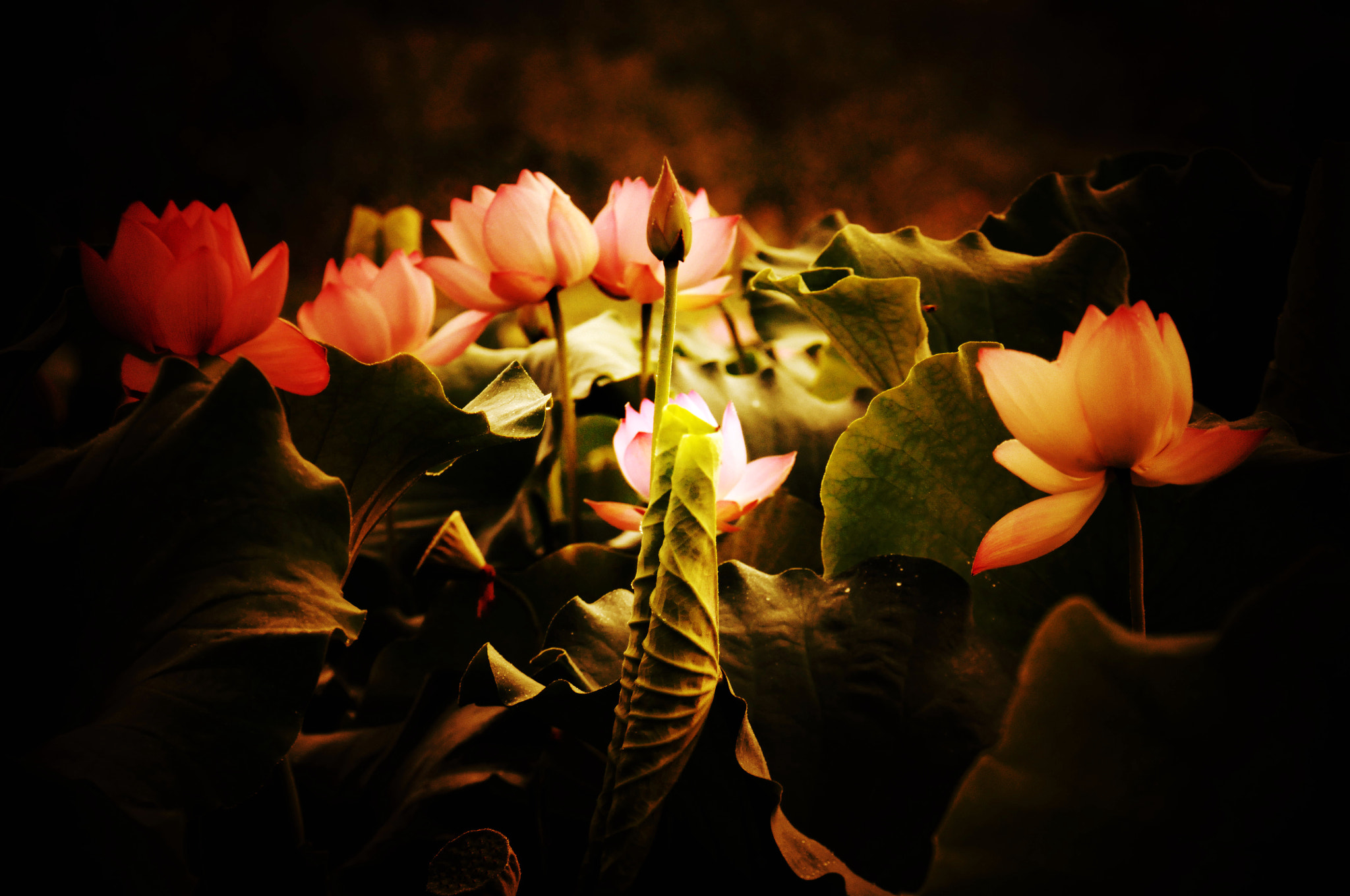 Nikon D300S sample photo. Lotus red photography