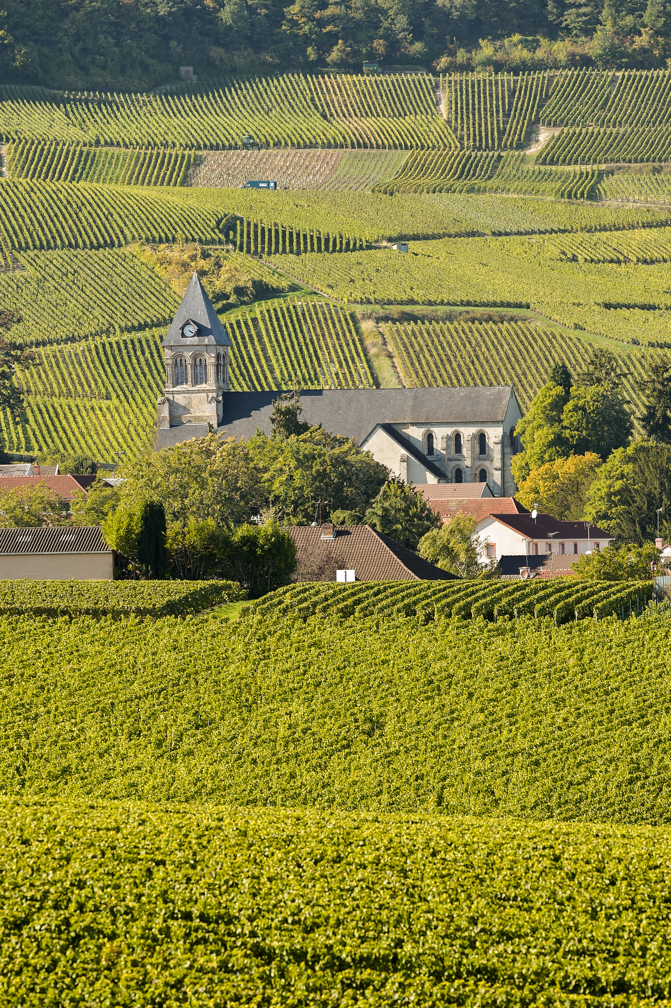Nikon AF-S Nikkor 300mm F2.8G ED VR II sample photo. Champagne vineyards cuis in marne department, france photography