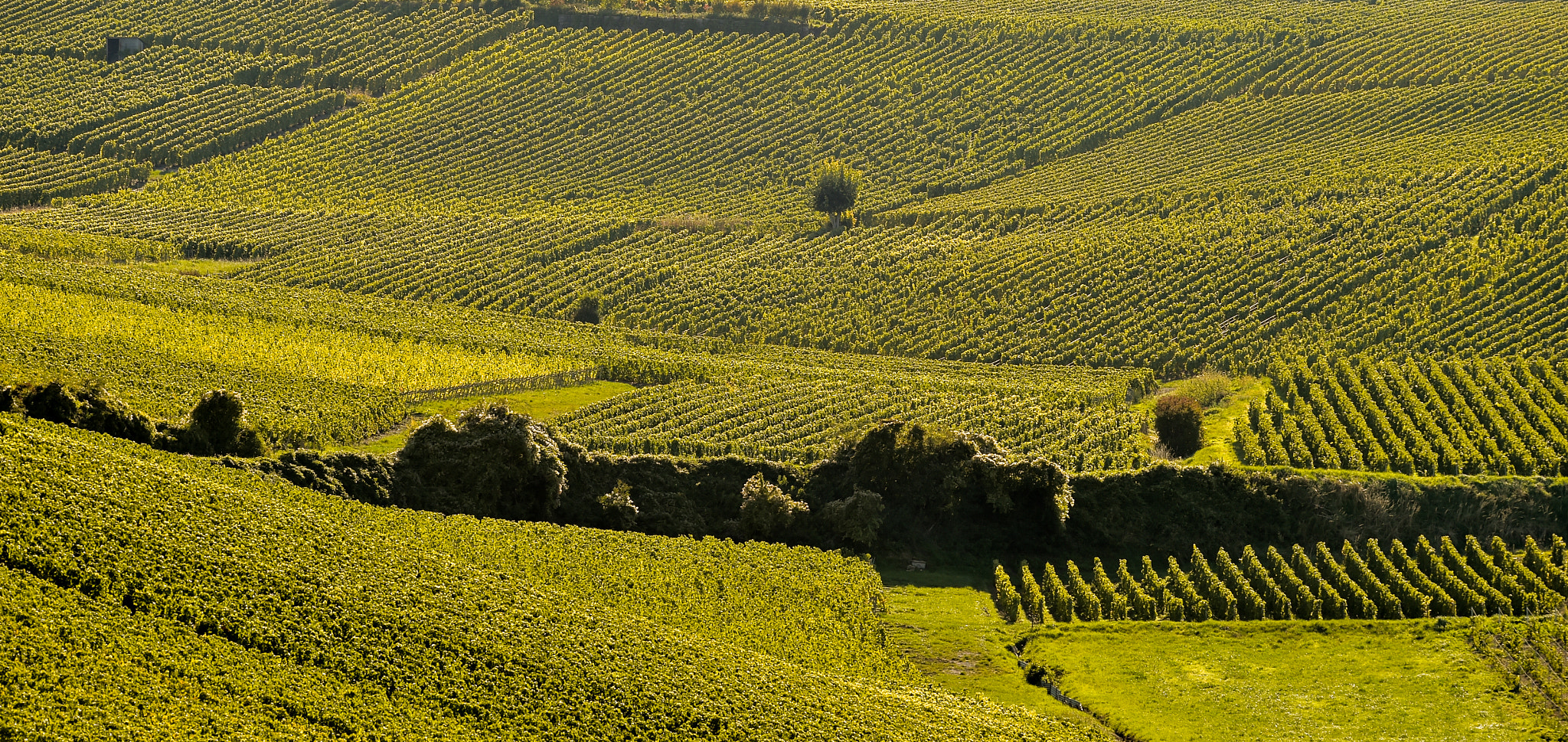 Nikon AF-S Nikkor 300mm F2.8G ED VR II sample photo. Champagne vineyards cuis in marne department, france photography