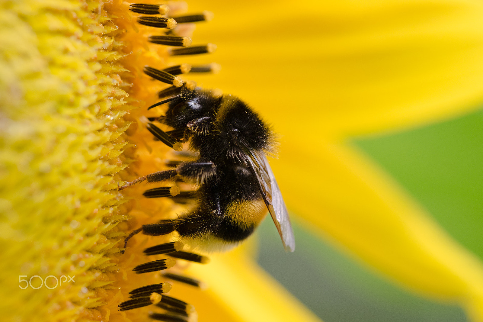 Fujifilm X-E2 + Fujifilm XF 60mm F2.4 R Macro sample photo. Macro view of a bee on sunflower. nature background. photography