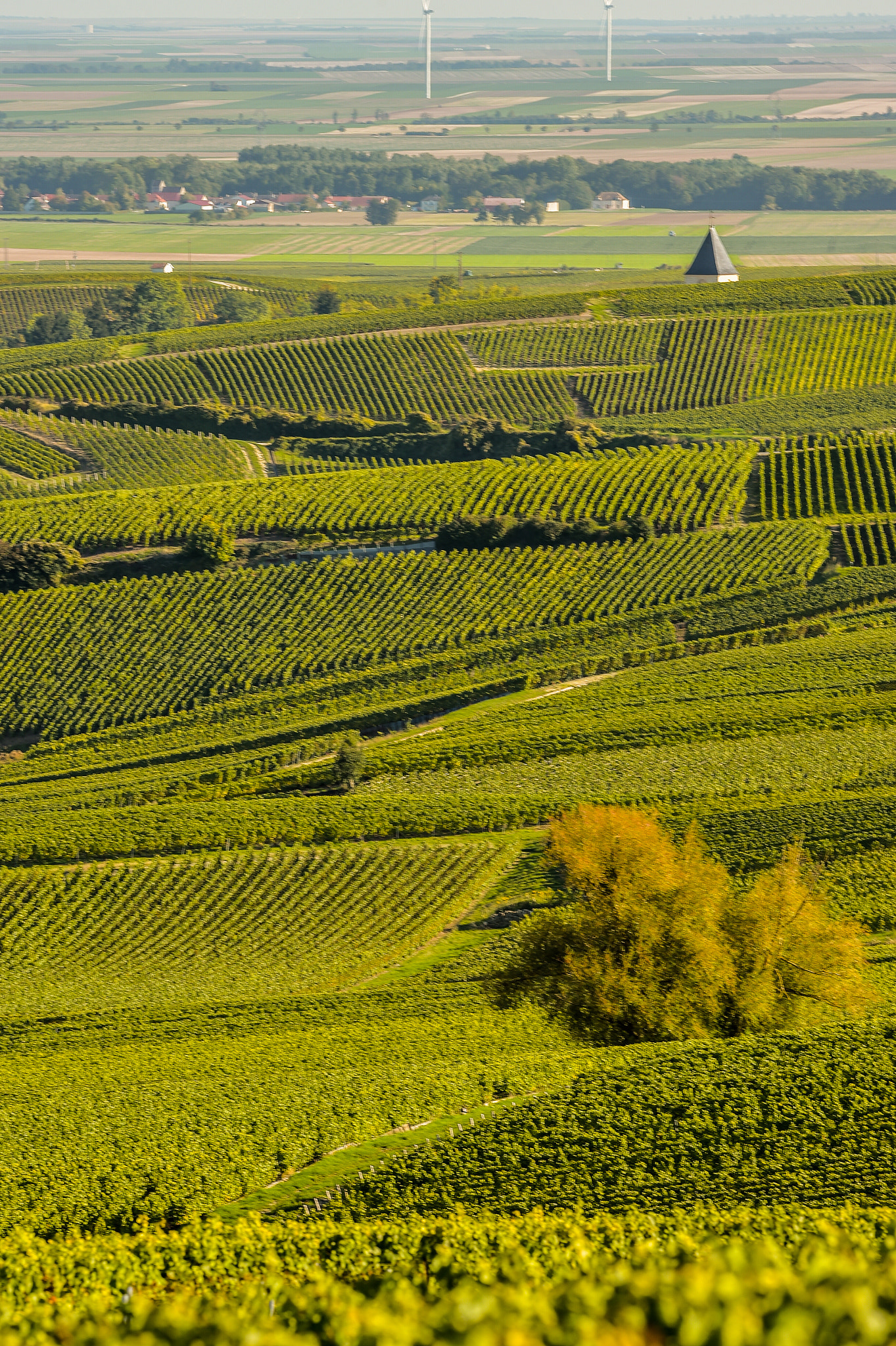 Nikon AF-S Nikkor 300mm F2.8G ED VR II sample photo. Champagne vineyards cuis in marne department, france photography
