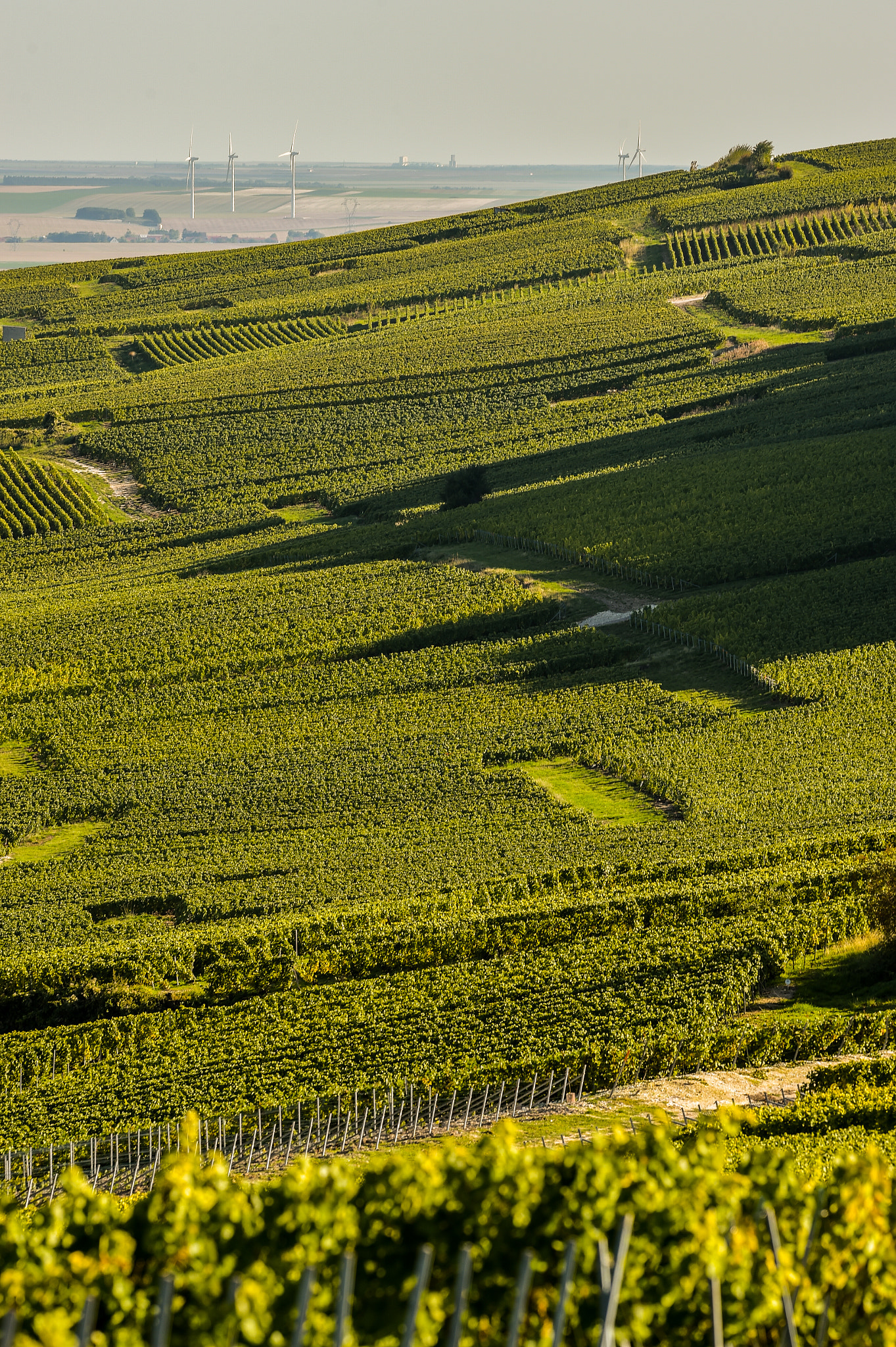 Nikon AF-S Nikkor 300mm F2.8G ED VR II sample photo. Champagne vineyards cuis in marne department, france photography