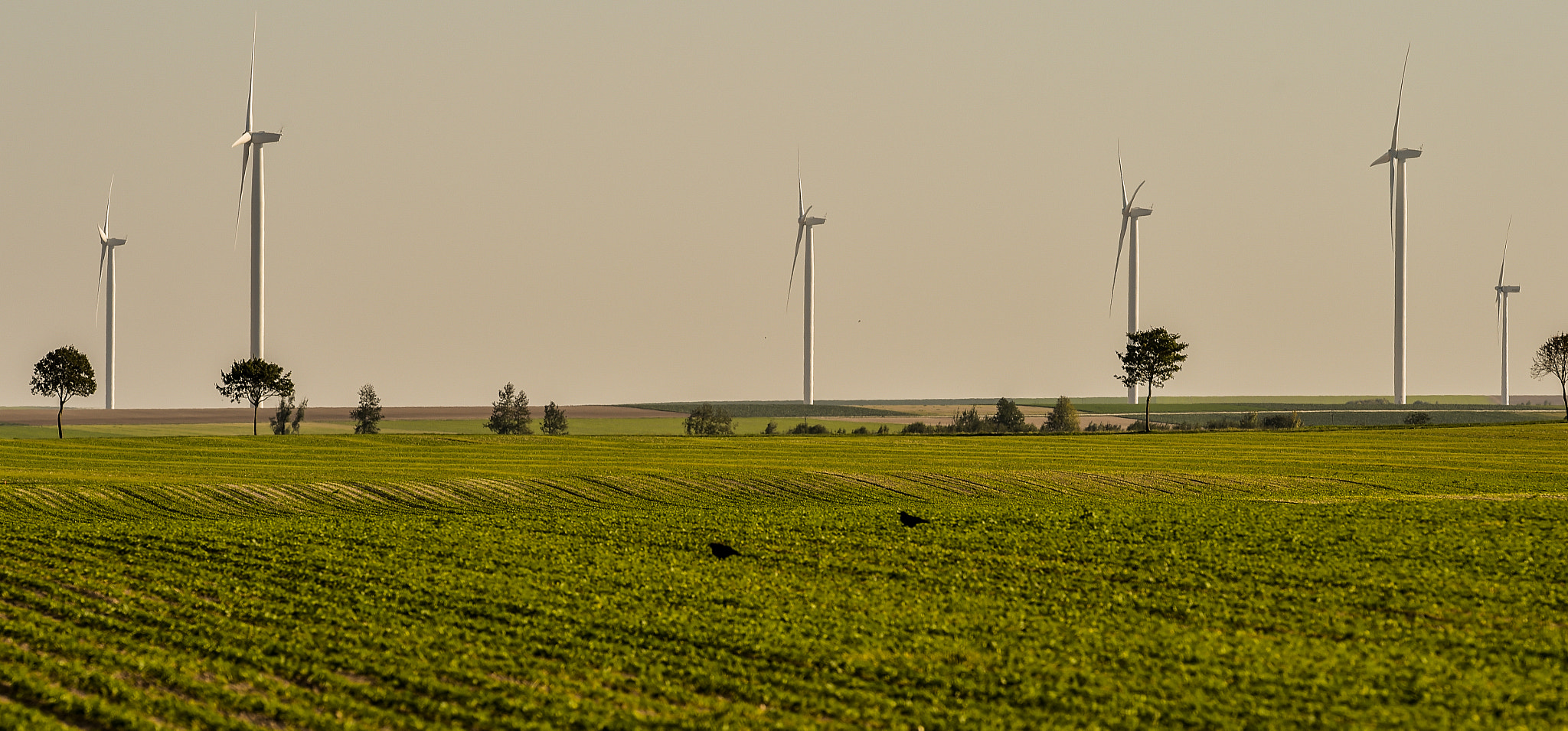 Nikon AF-S Nikkor 300mm F2.8G ED VR II sample photo. Windmills for electric power production photography