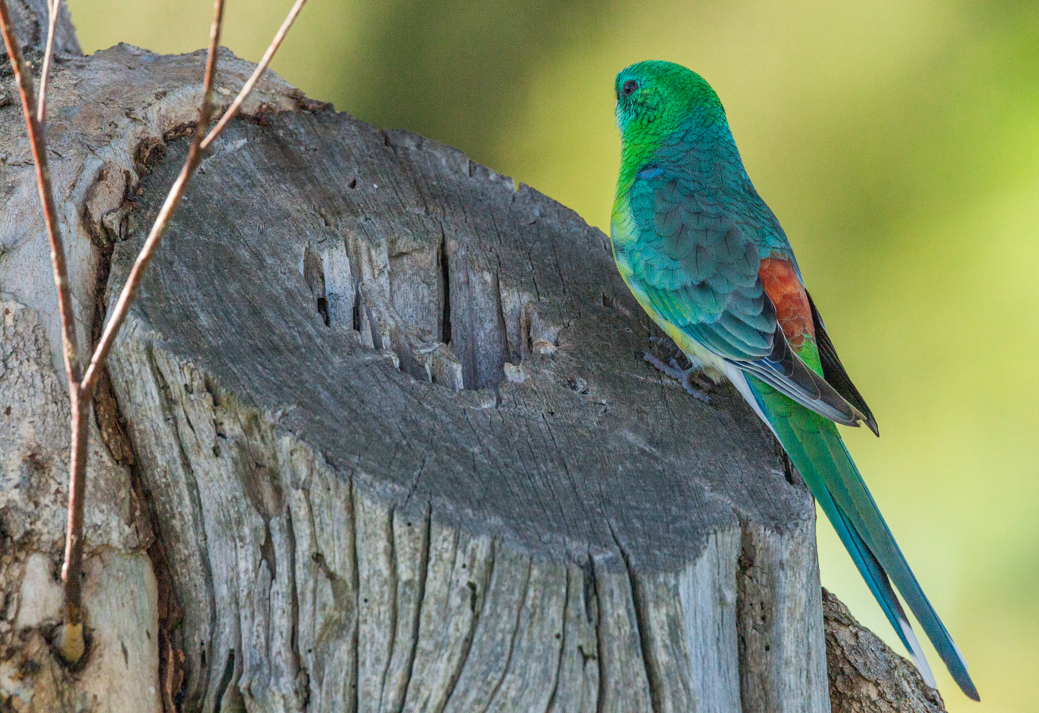 Tamron SP 150-600mm F5-6.3 Di VC USD sample photo. Red rumped parrot near barwon river photography