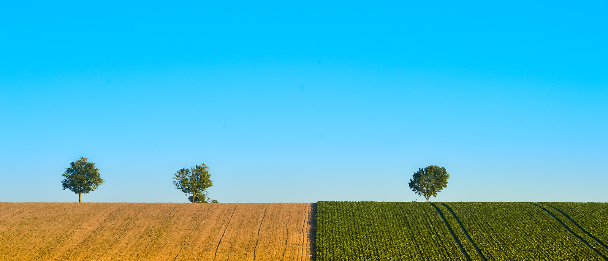 Nikon AF-S Nikkor 300mm F2.8G ED VR II sample photo. Green trees in a fields on blue sky, champagne, france photography