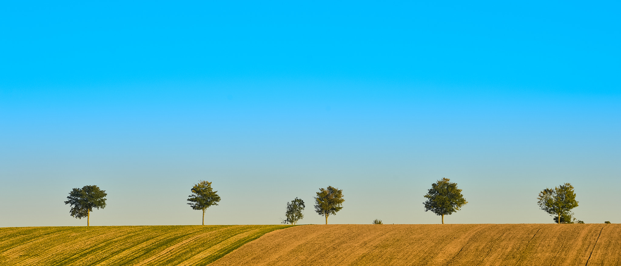 Nikon AF-S Nikkor 300mm F2.8G ED VR II sample photo. Green trees in a fields on blue sky, champagne, france photography