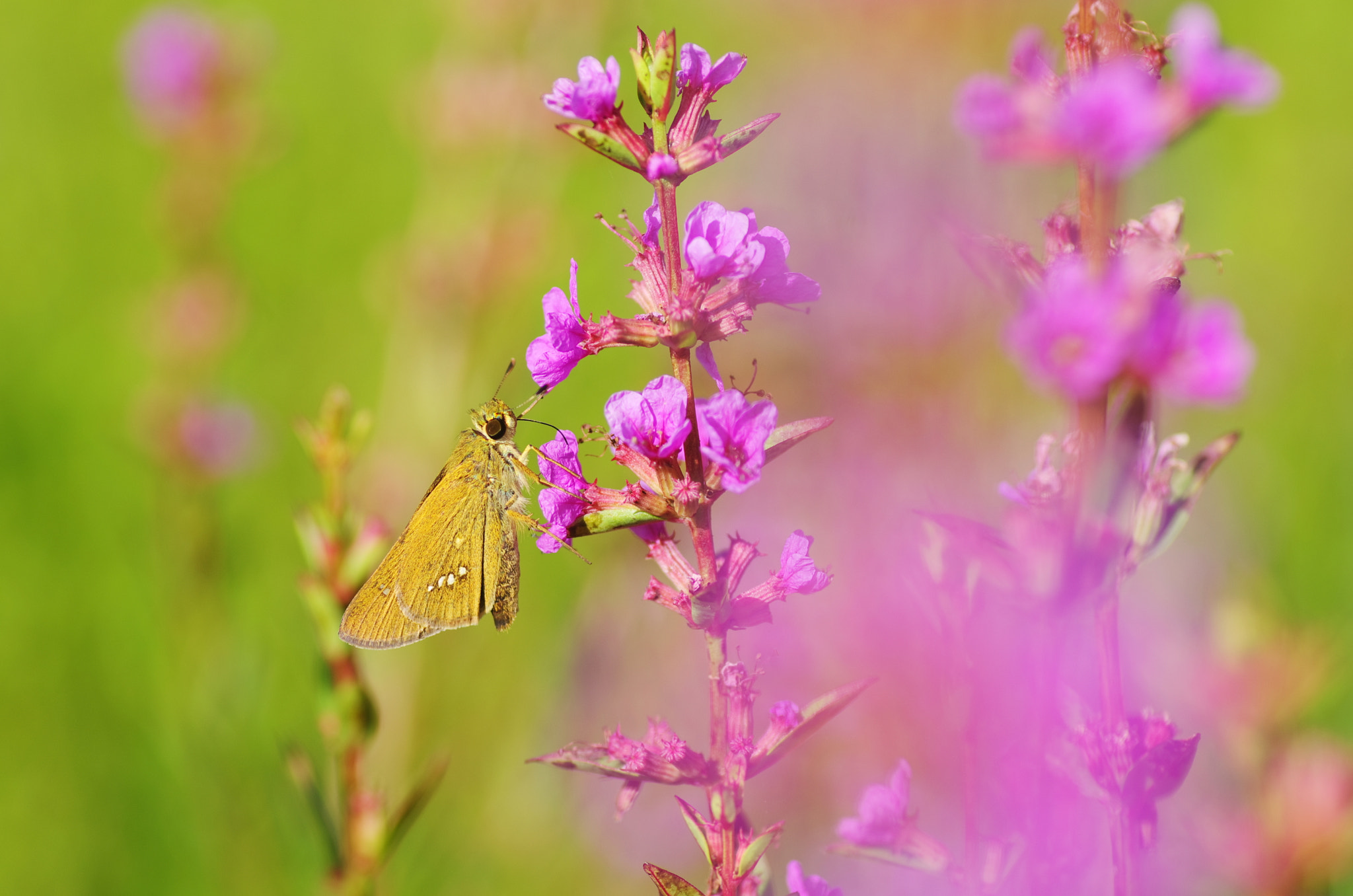 Pentax K-5 + Tamron SP AF 90mm F2.8 Di Macro sample photo. A small butterfly photography
