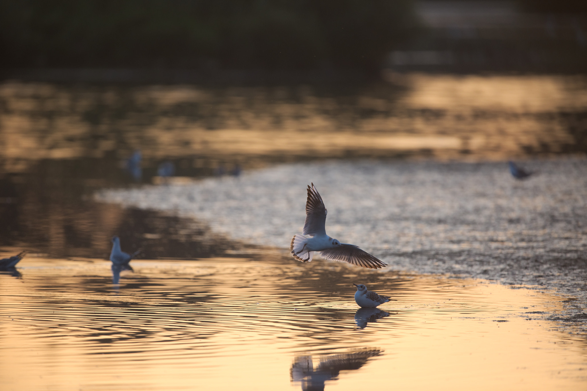 Nikon D800 + Nikon AF-S Nikkor 600mm F4G ED VR sample photo. About to land photography