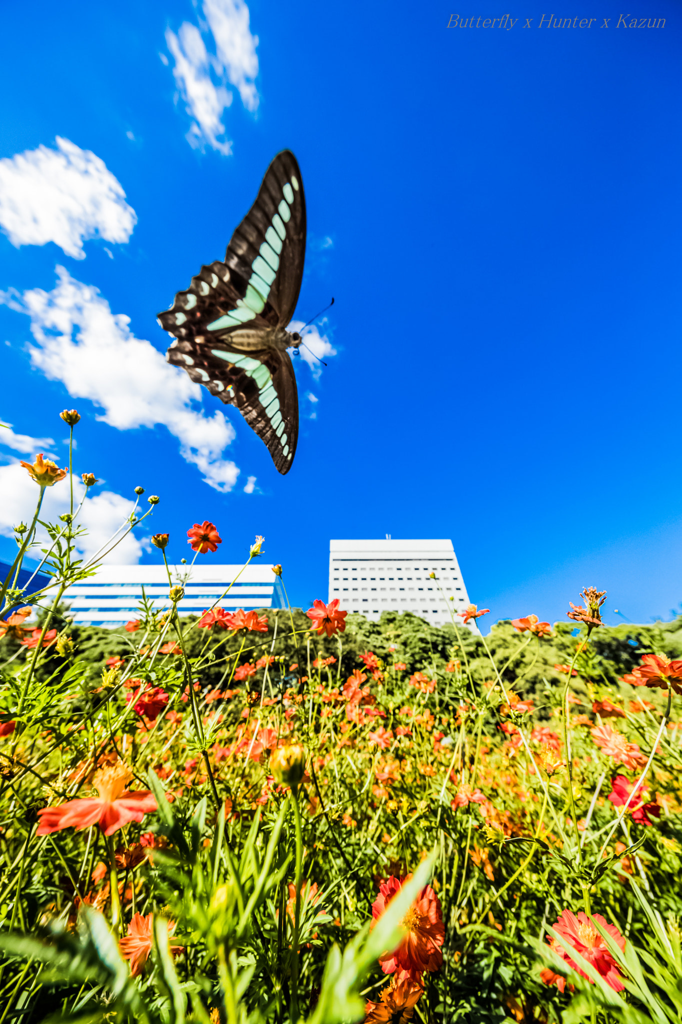 Canon EF 11-24mm F4L USM sample photo. Graphium sarpedon photography