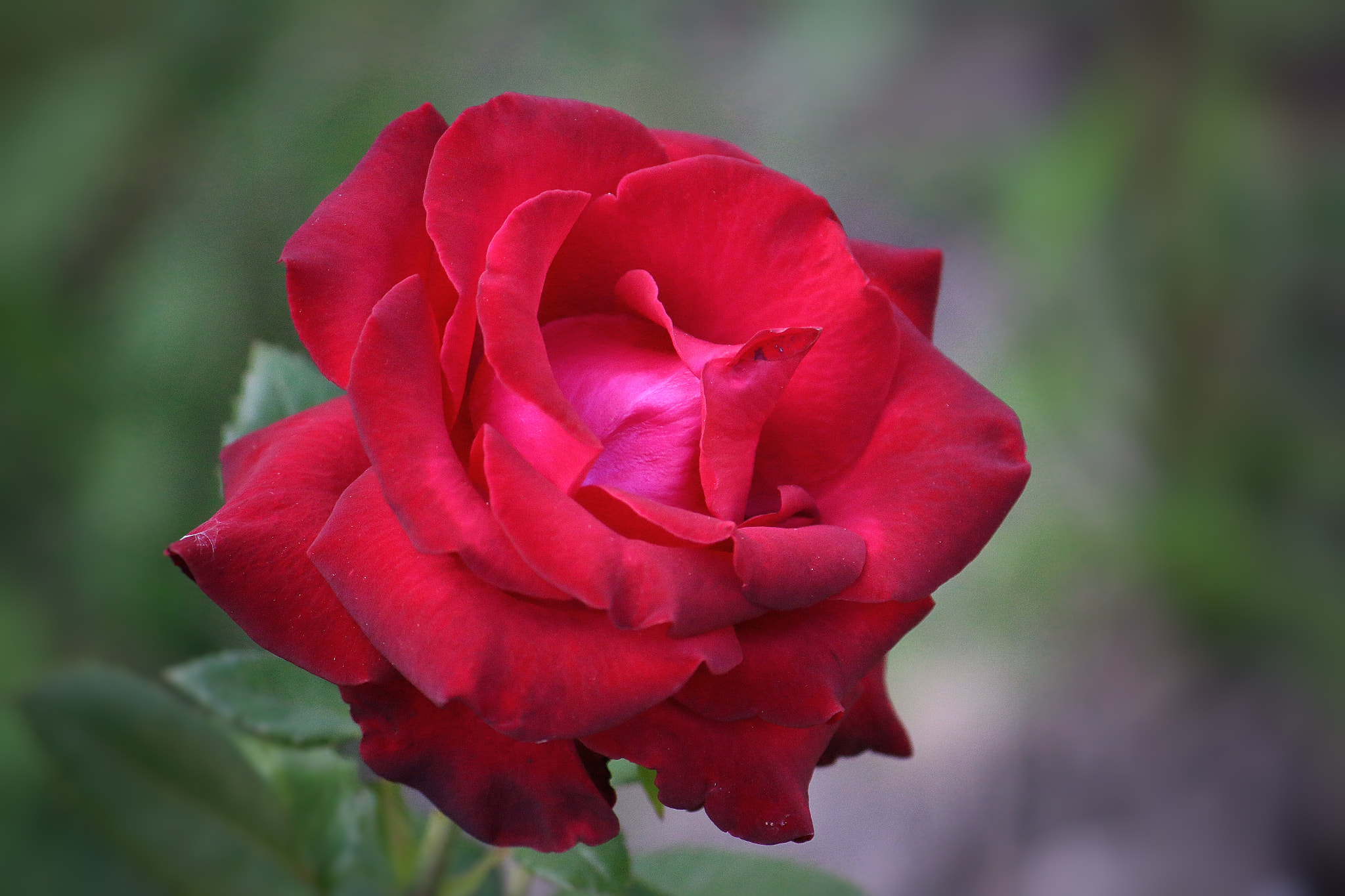 Canon EF-S 55-250mm F4-5.6 IS sample photo. Delicate photography