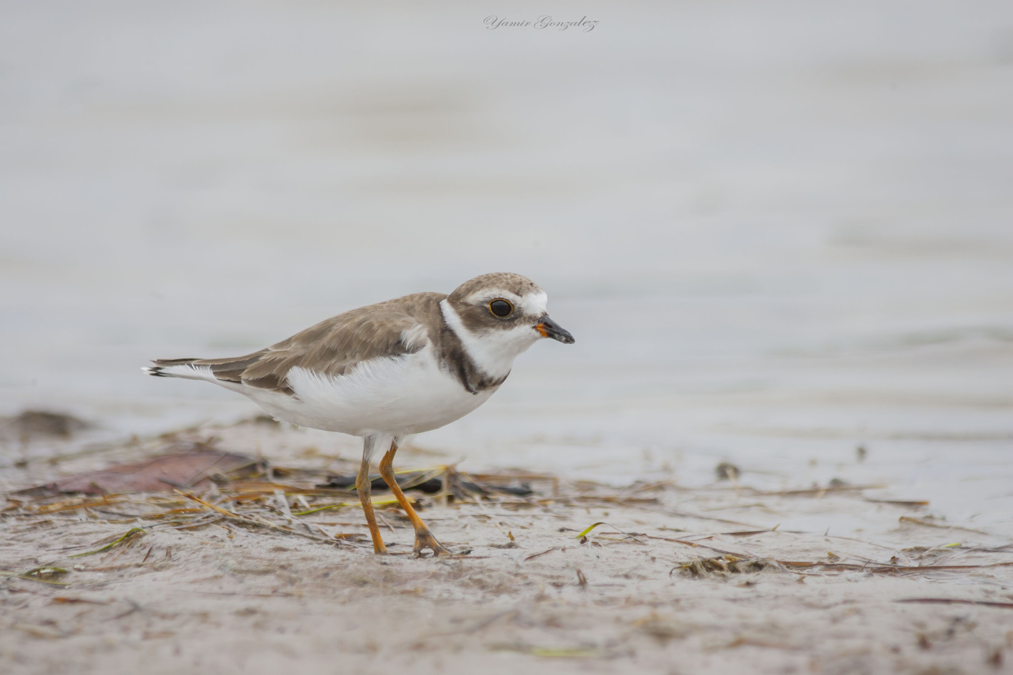 Canon EOS-1D Mark II + Canon EF 70-200mm F2.8L USM sample photo. Snowy plover photography