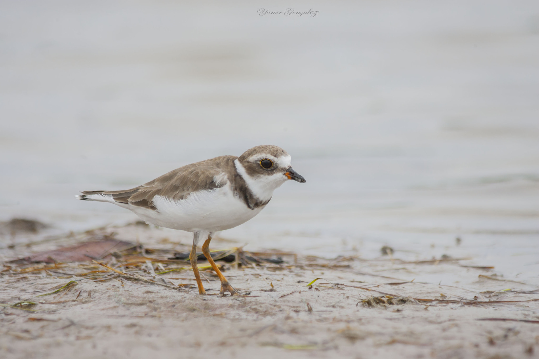 Canon EOS-1D Mark II sample photo. Snowy plover photography